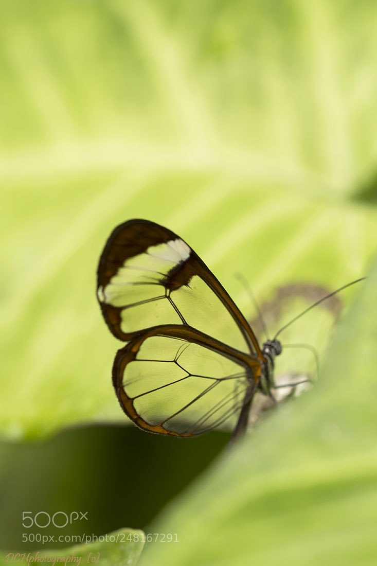 Canon EOS 650D (EOS Rebel T4i / EOS Kiss X6i) sample photo. Fragile! photography