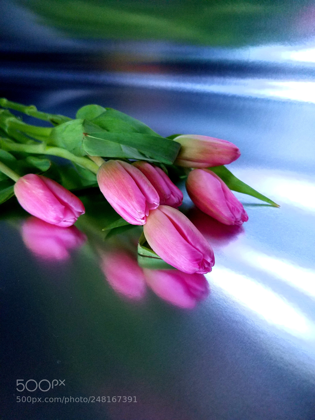 Samsung Galaxy S7 Edge sample photo. Purist tulips photography