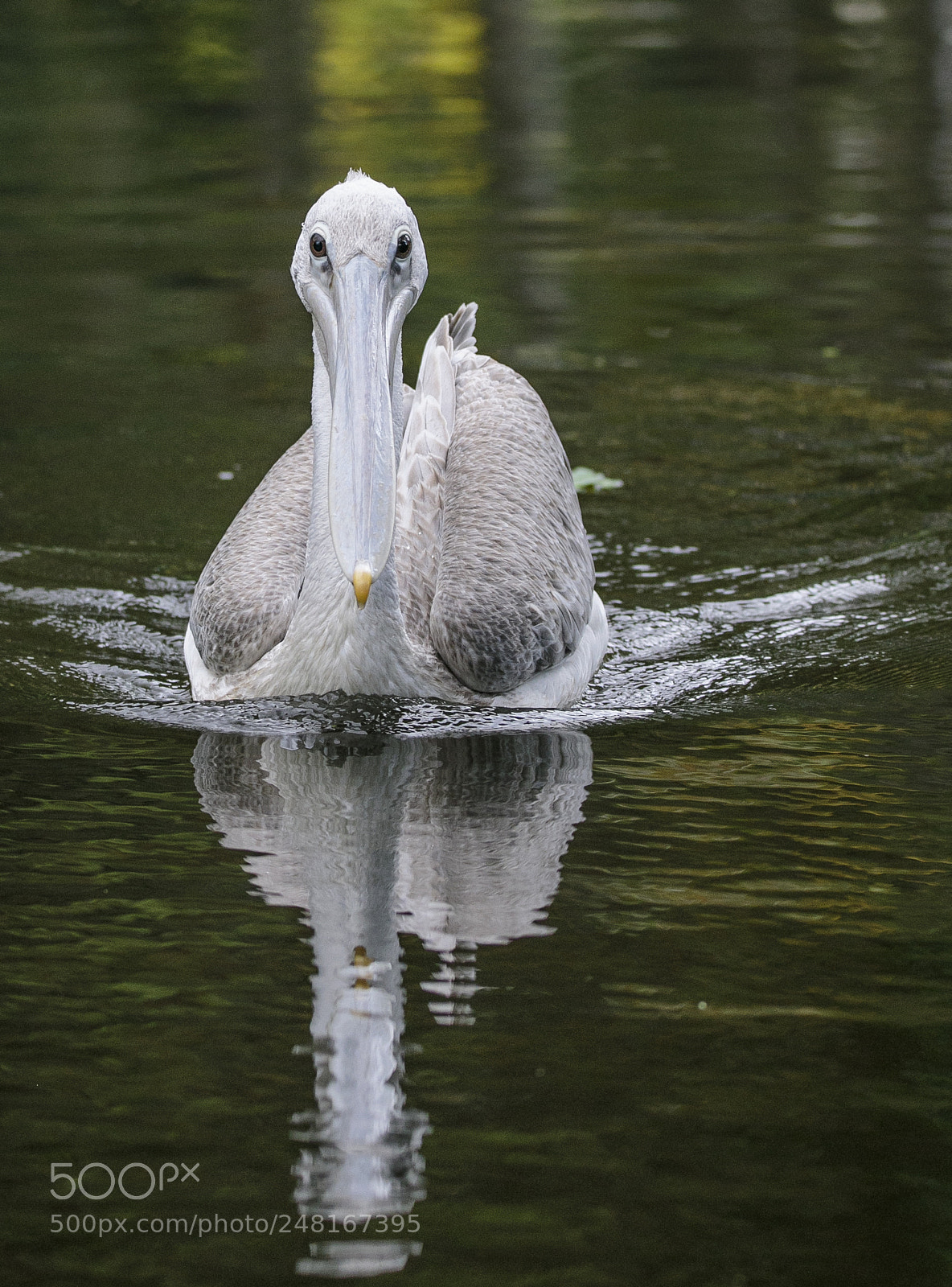 Canon EOS 7D Mark II sample photo. Elegant pelican photography