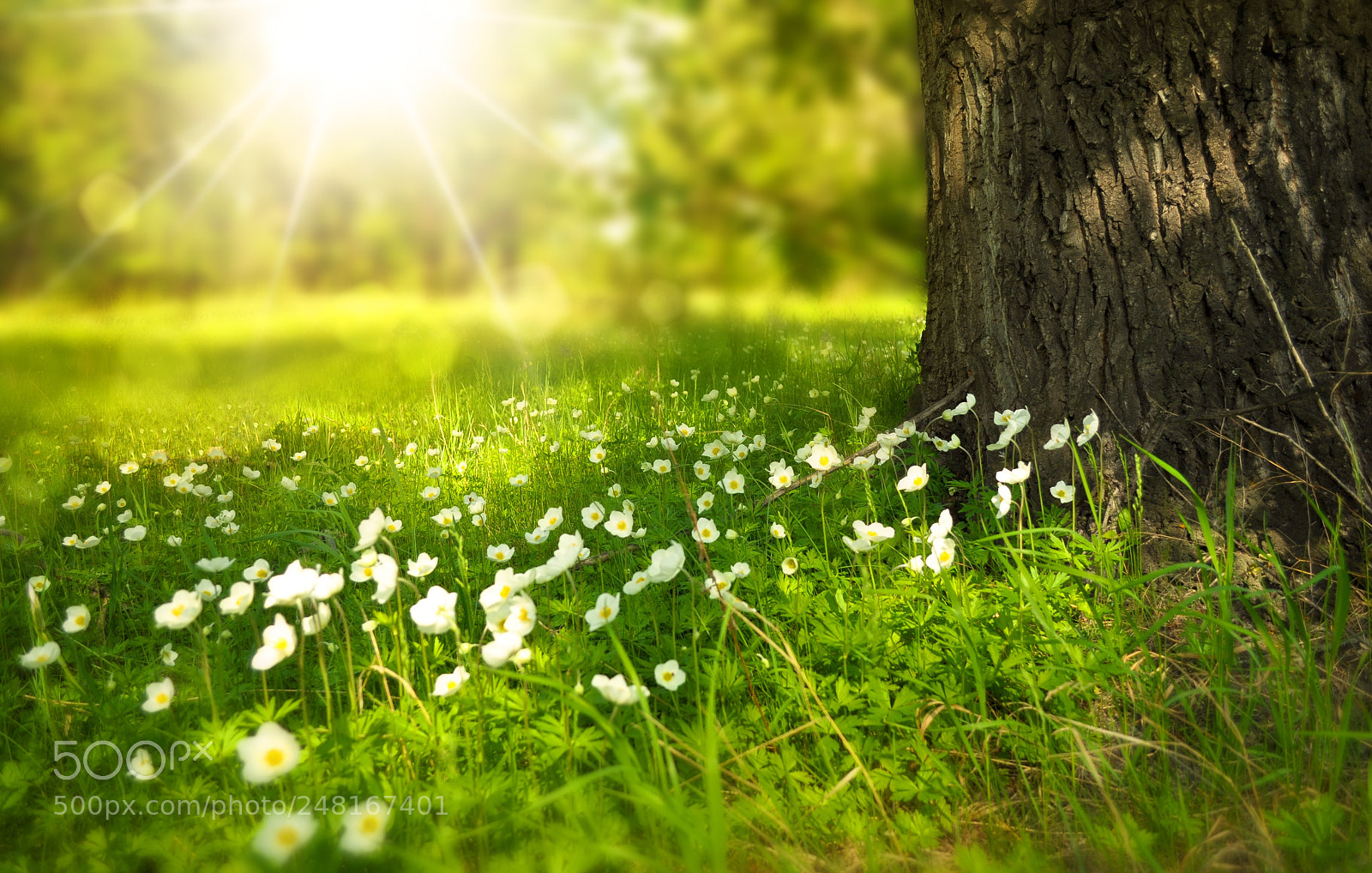 Nikon D5000 sample photo. Tree flowers photography