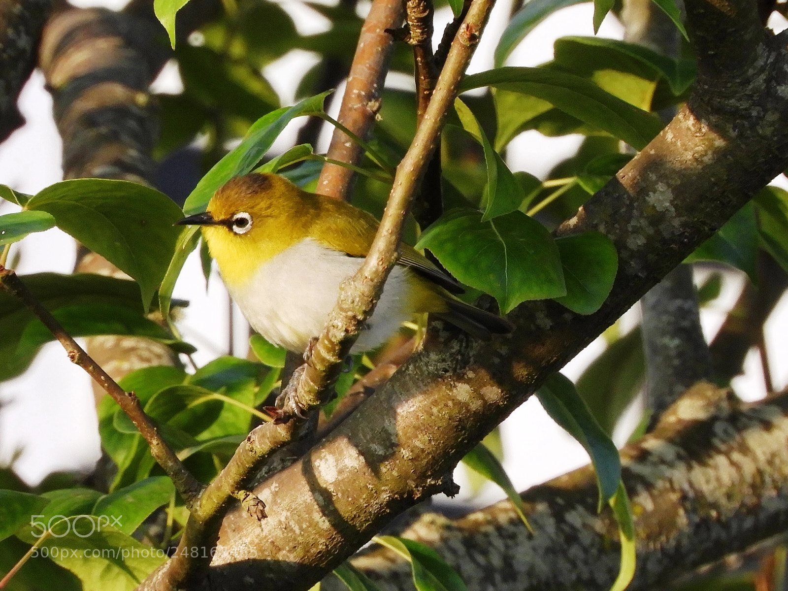 Nikon Coolpix B700 sample photo. The oriental white-eye photography