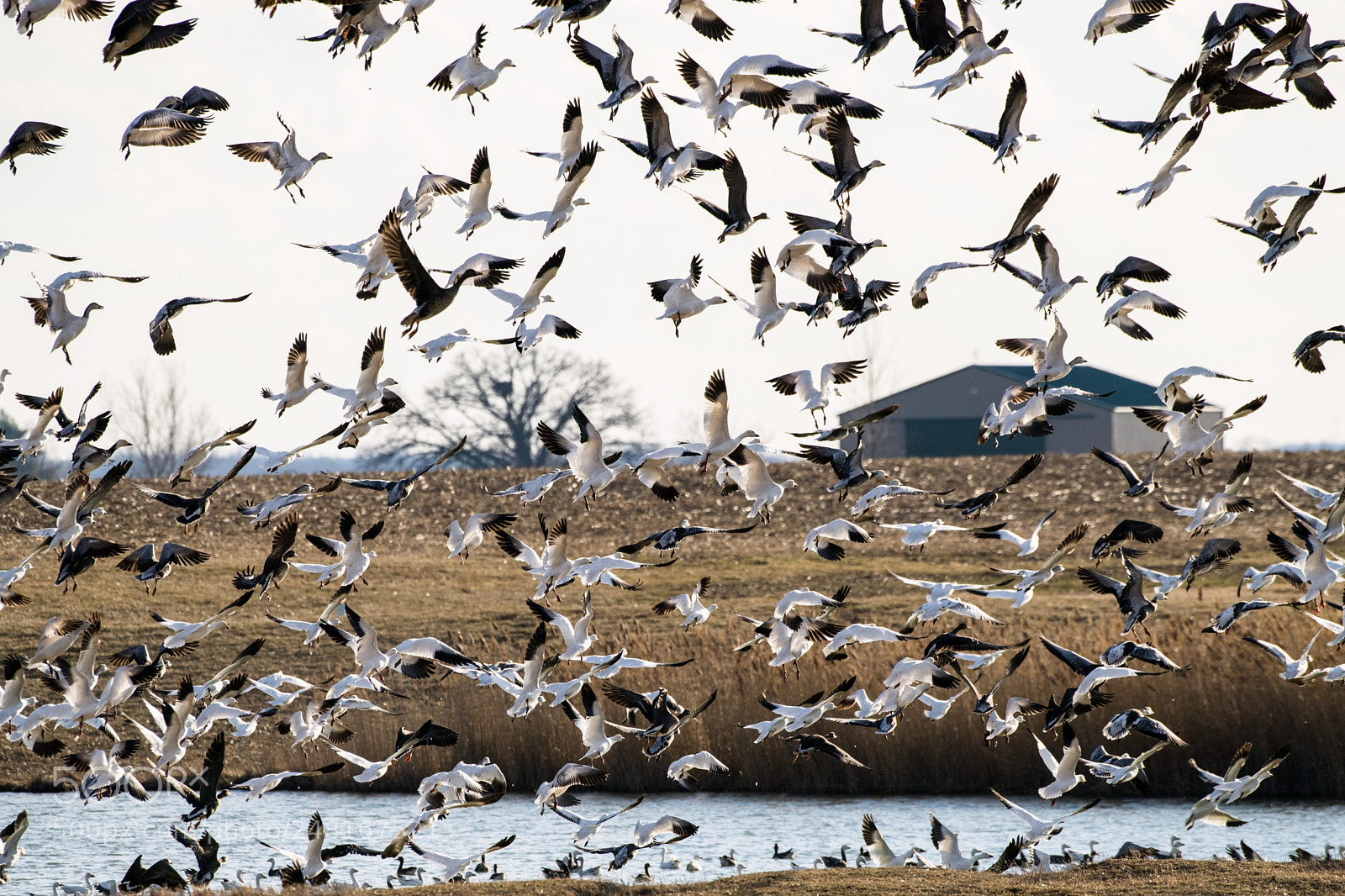 Nikon D850 sample photo. Joy of flying photography