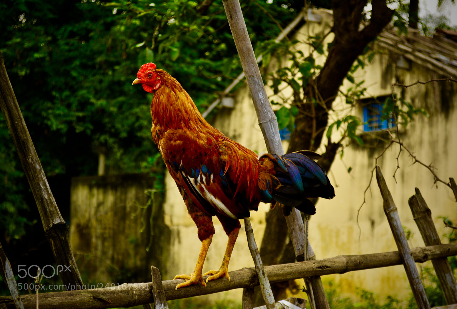 Nikon D5200 sample photo. Village rooster photography