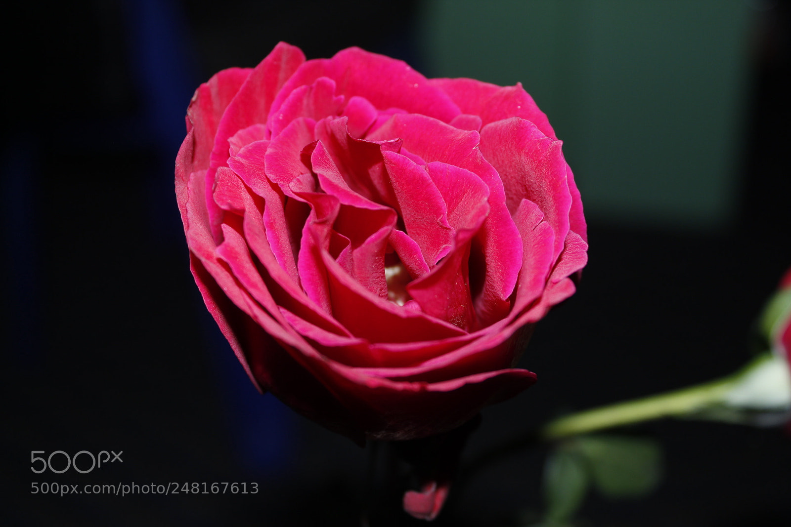 Canon EF-S 18-55mm F3.5-5.6 III sample photo. Symbol of love red photography