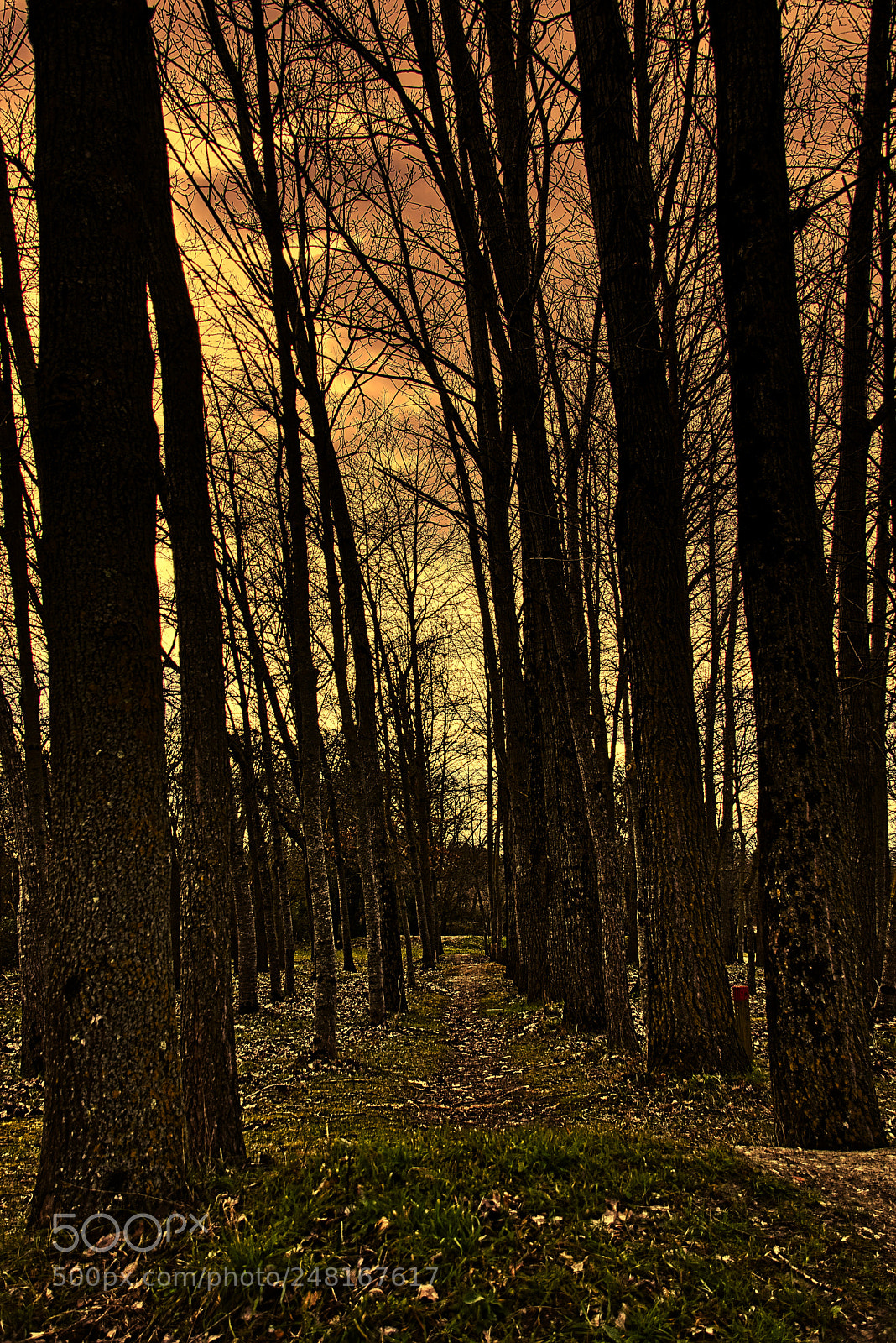Nikon D3400 sample photo. An alley of trees photography