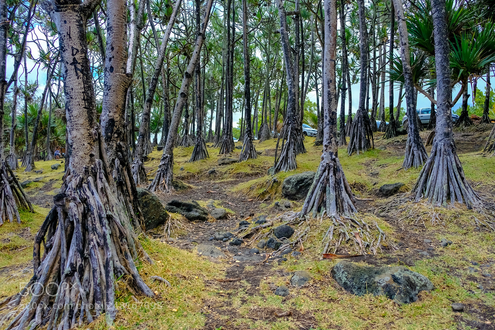 Fujifilm X-T20 sample photo. Mangrove forest photography