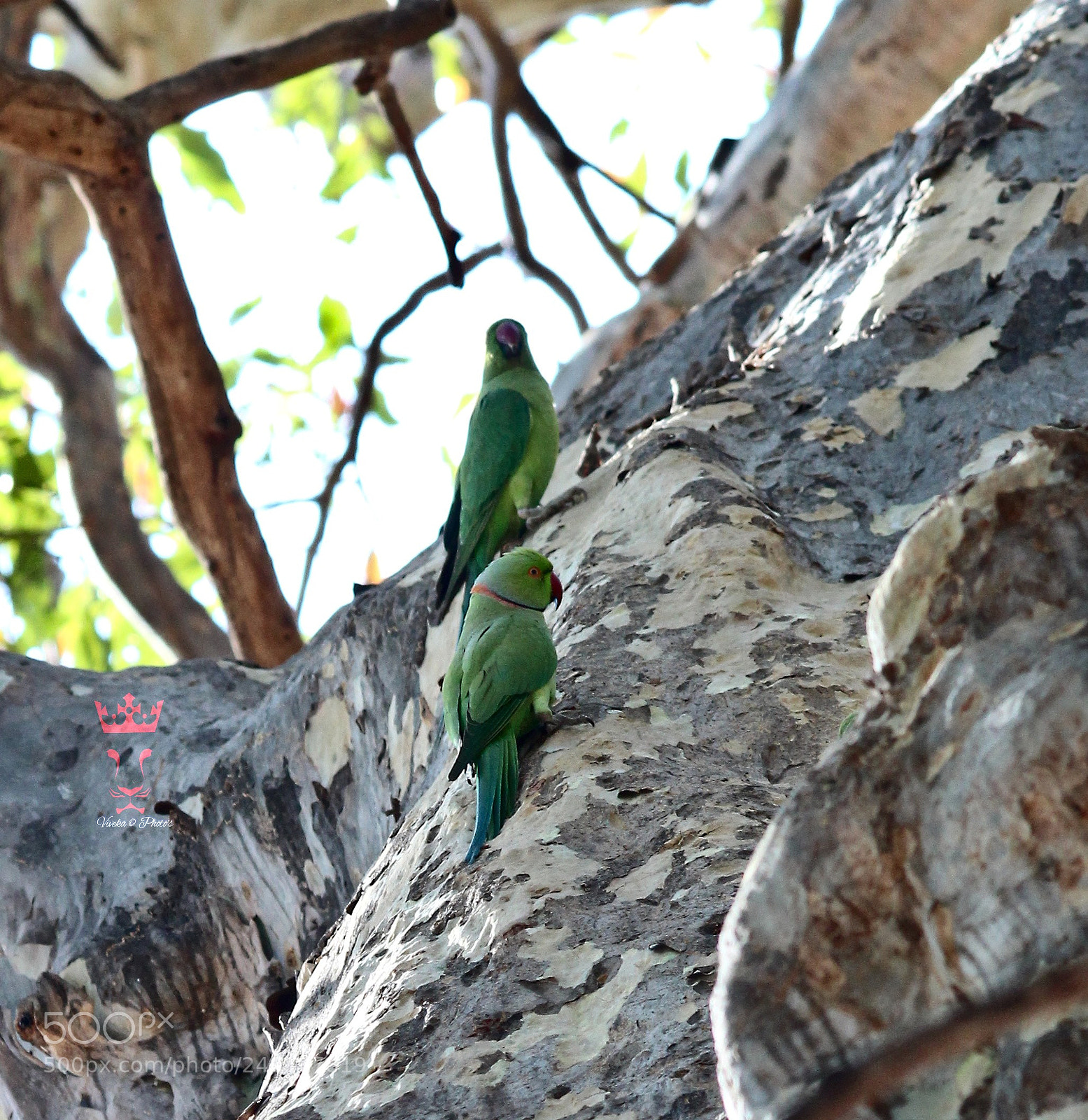 Canon EOS 1300D (EOS Rebel T6 / EOS Kiss X80) sample photo. Parrots photography