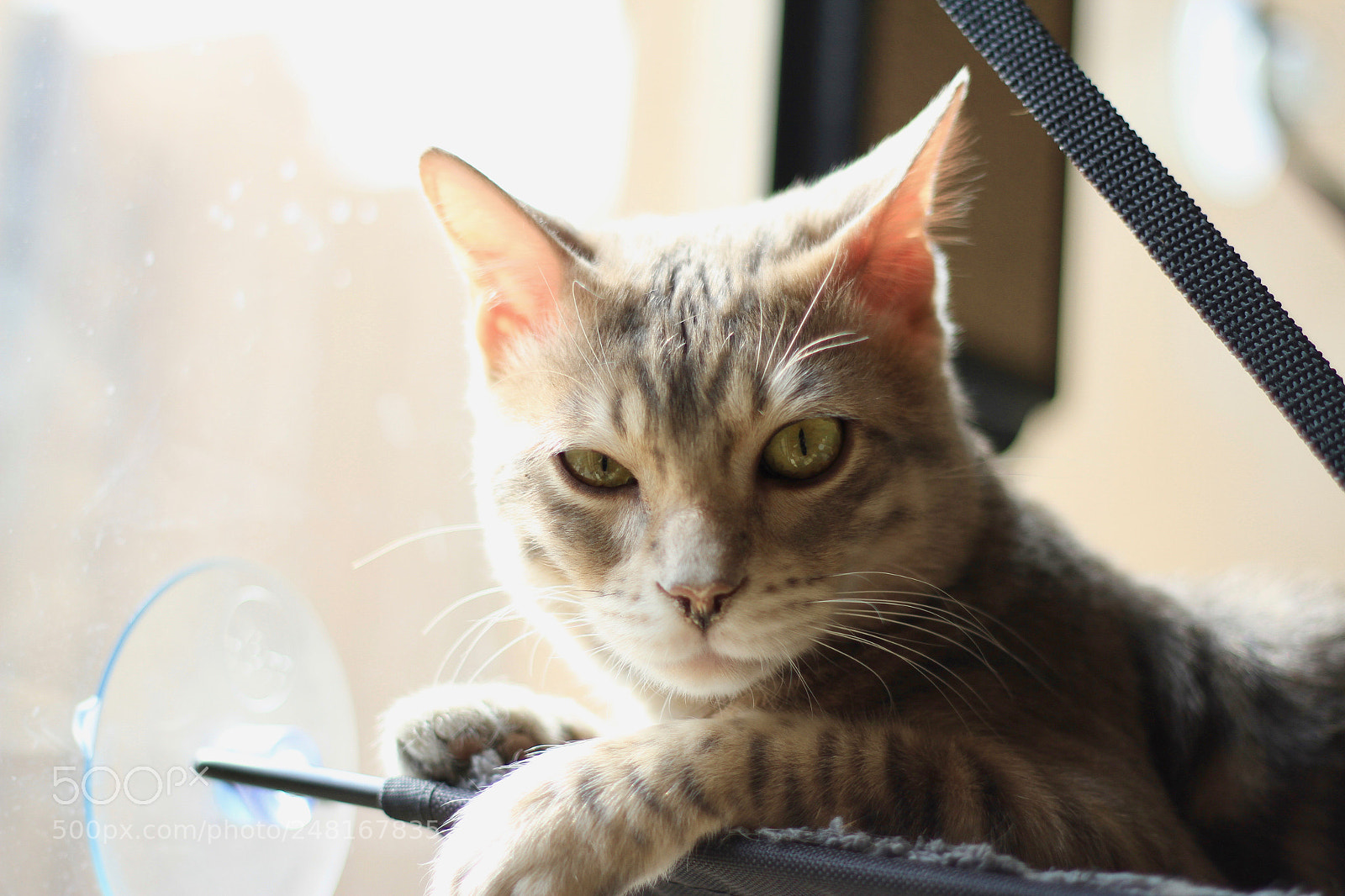 Canon EOS 7D sample photo. Don't bother me. photography