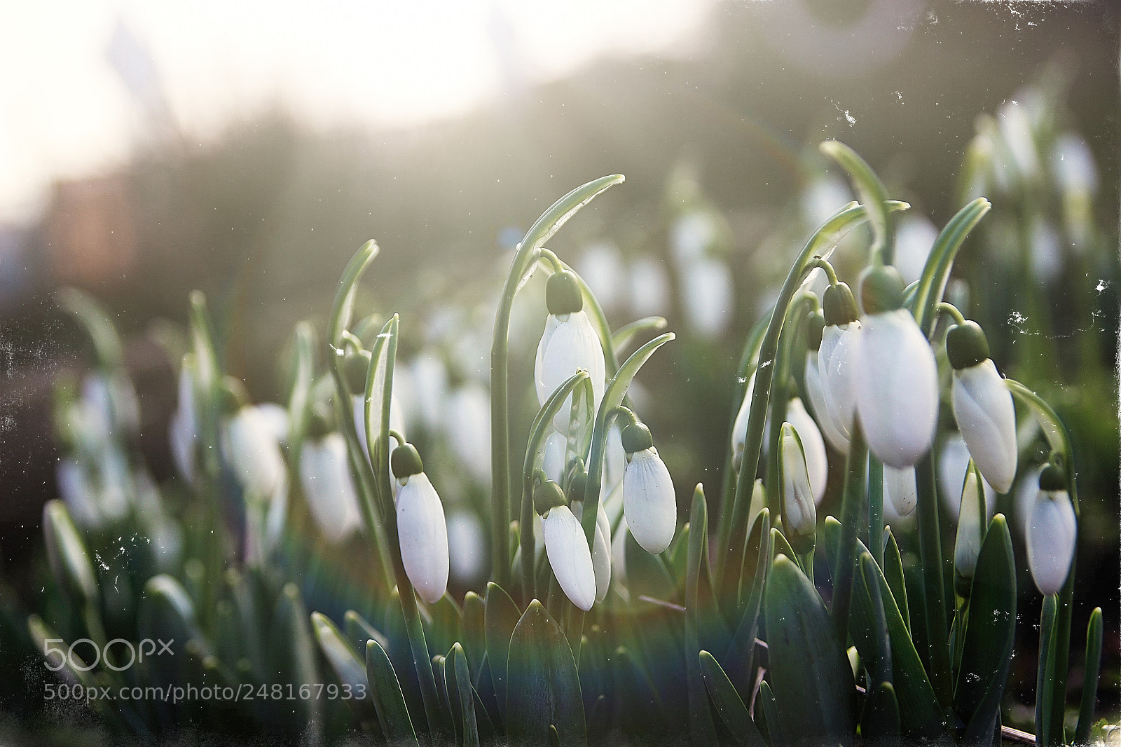 Canon EOS 600D (Rebel EOS T3i / EOS Kiss X5) sample photo. Snowdrops photography