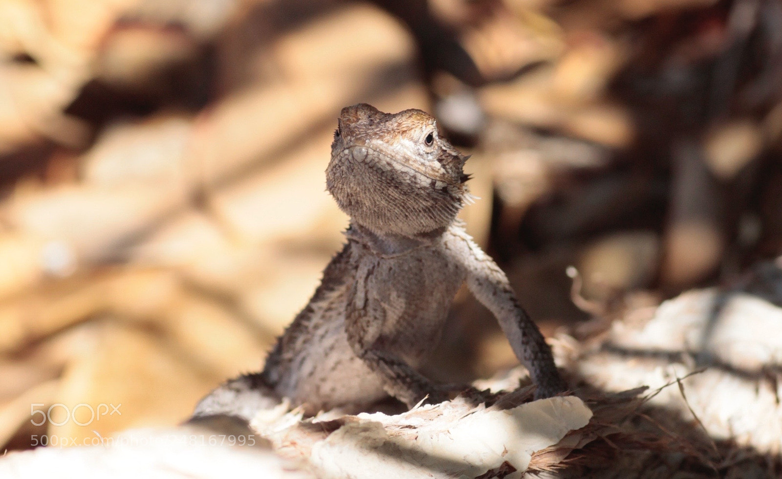 Canon EOS 1100D (EOS Rebel T3 / EOS Kiss X50) sample photo. Basking dragon photography