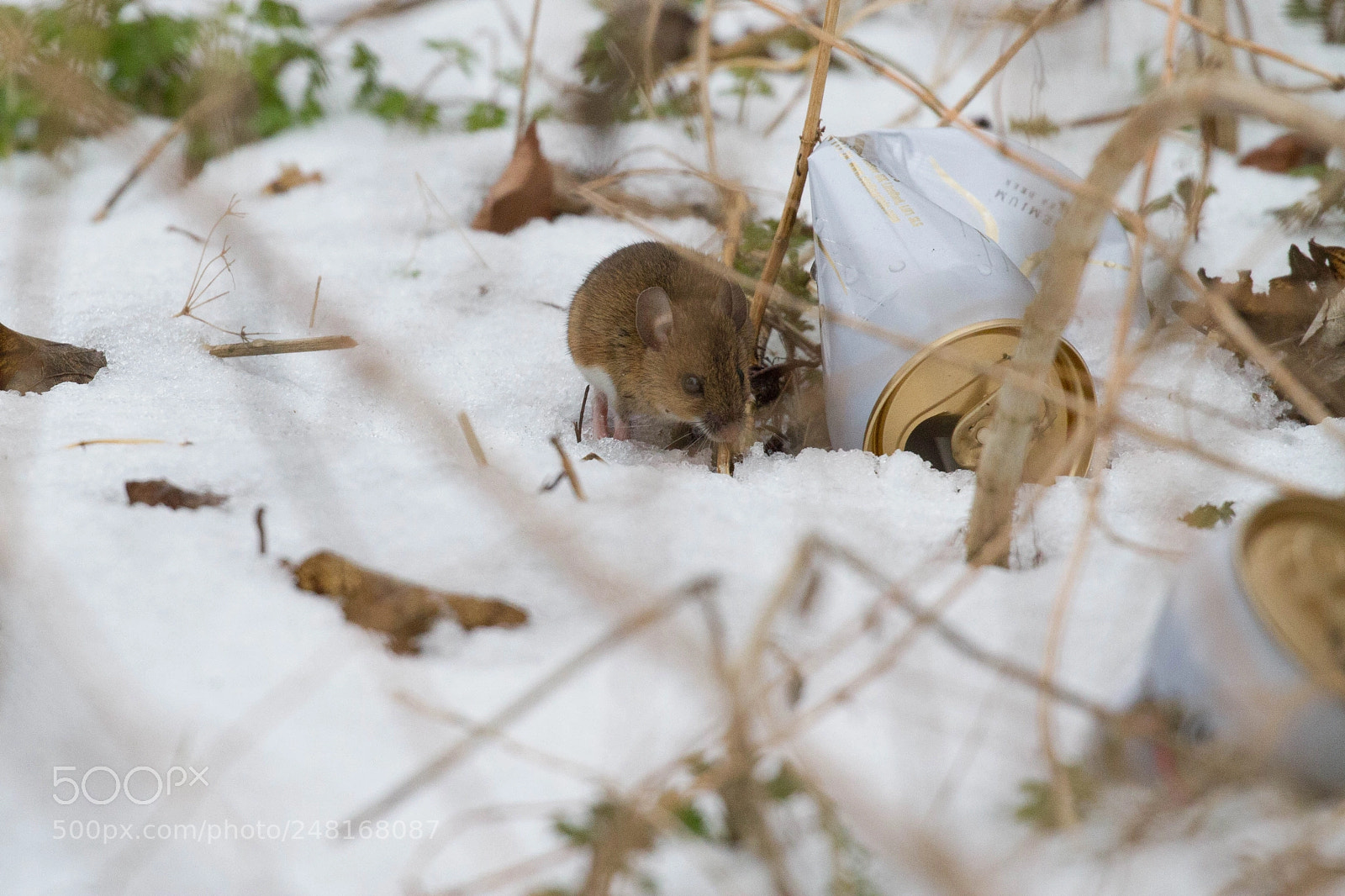 Canon EOS 7D sample photo. Hiding place? photography