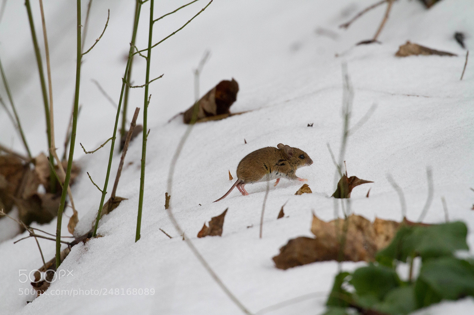 Canon EOS 7D sample photo. Heading upslope. photography