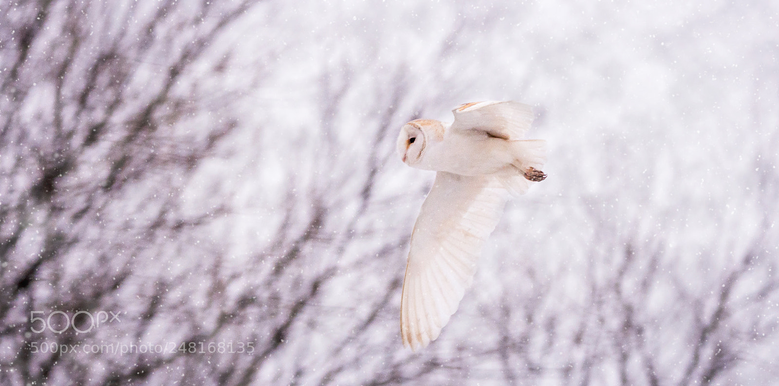 Nikon D7200 sample photo. Hunting barn owl photography