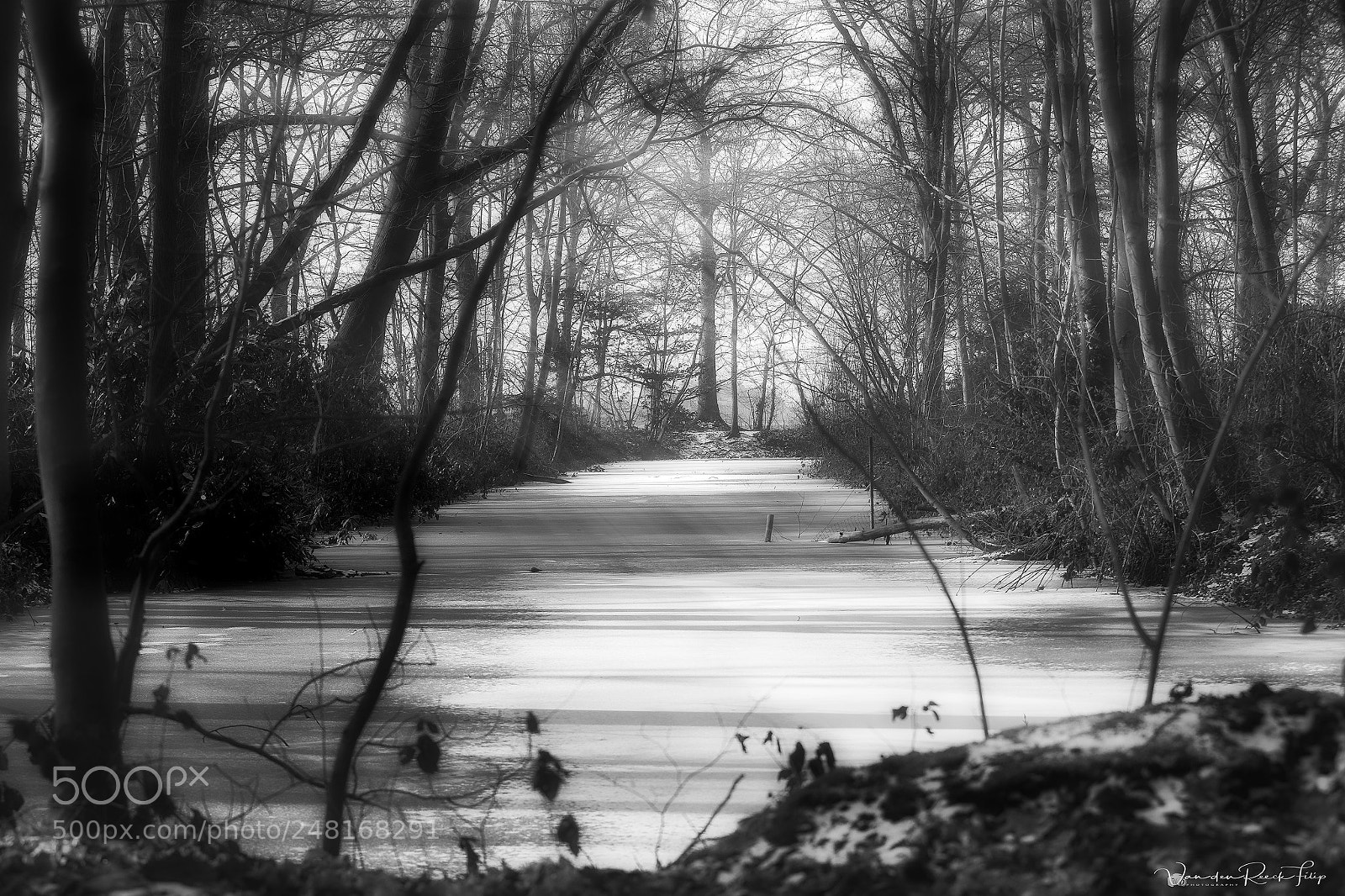 Canon EOS-1D X Mark II sample photo. Black on ice photography