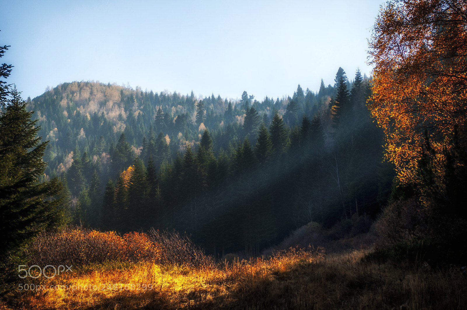 Nikon D5000 sample photo. Forest rays photography