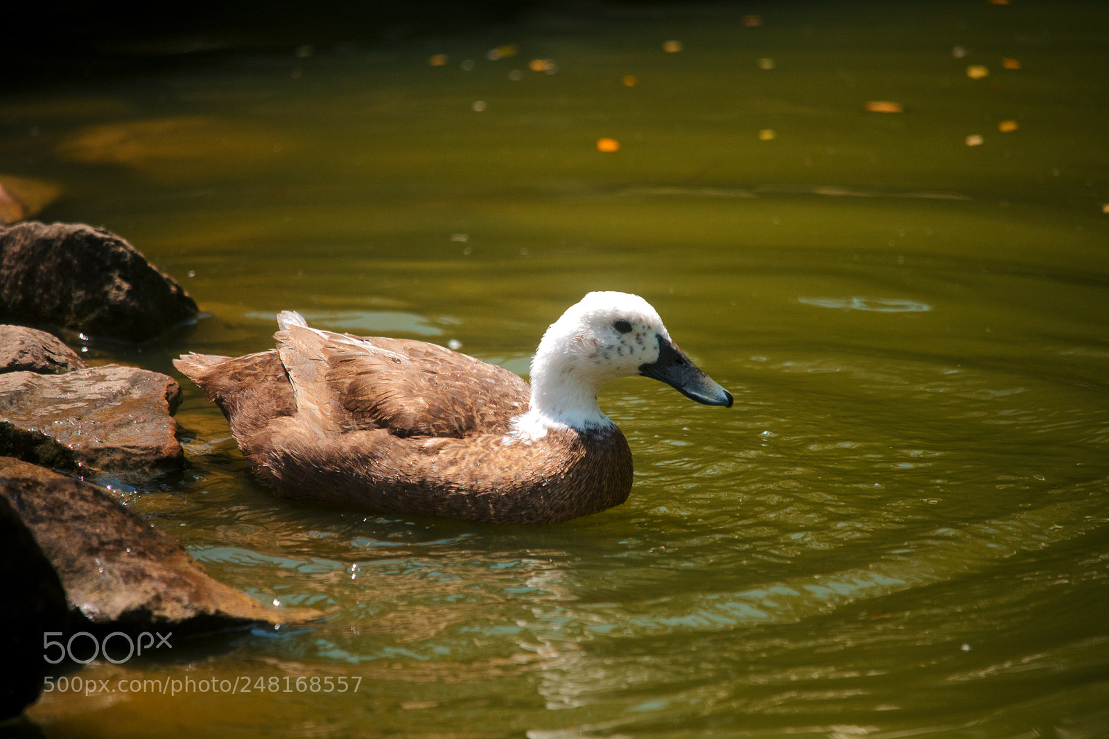 Canon EOS 5DS sample photo. Ducks photography