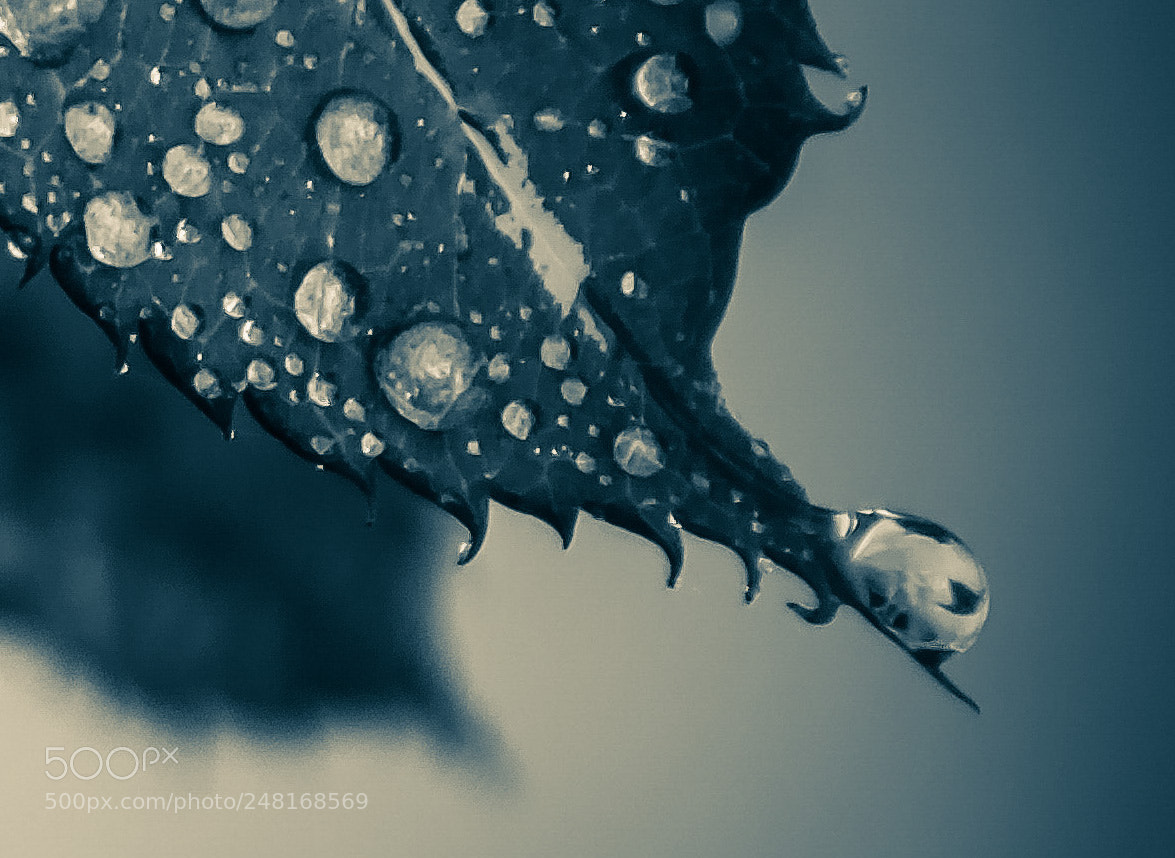 Nikon D5100 sample photo. Raindrops photography