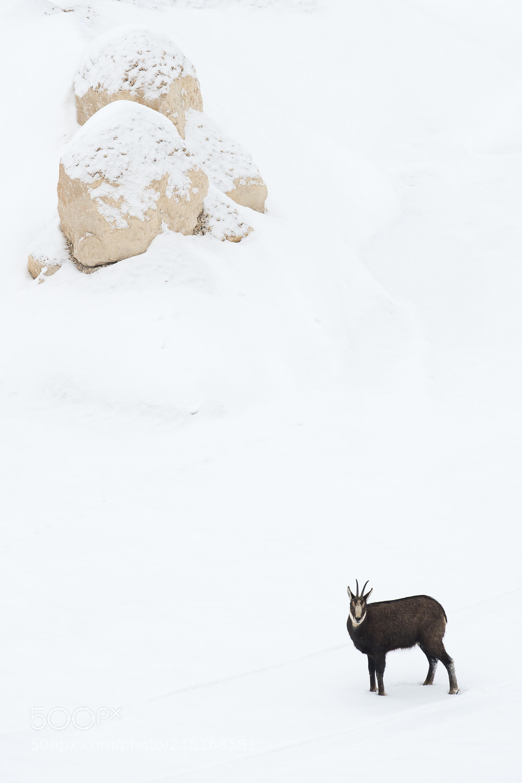 Nikon D500 sample photo. Chamois photography