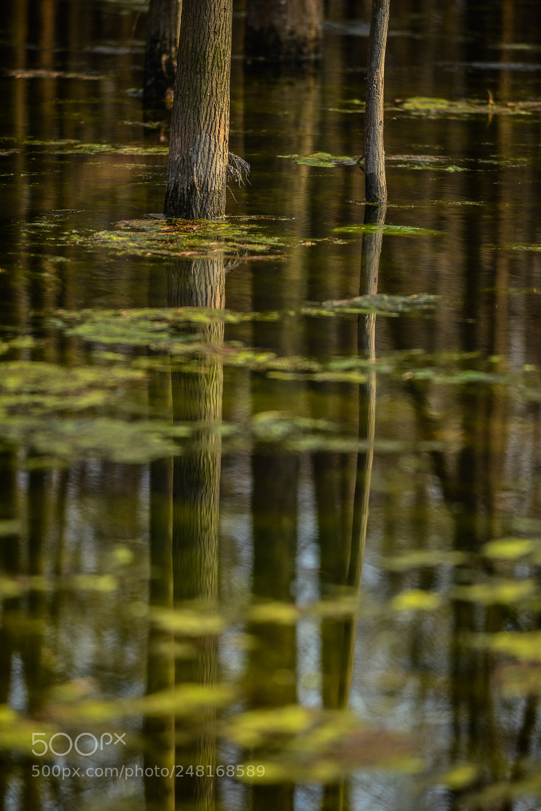Nikon D800 sample photo. 倒影 photography