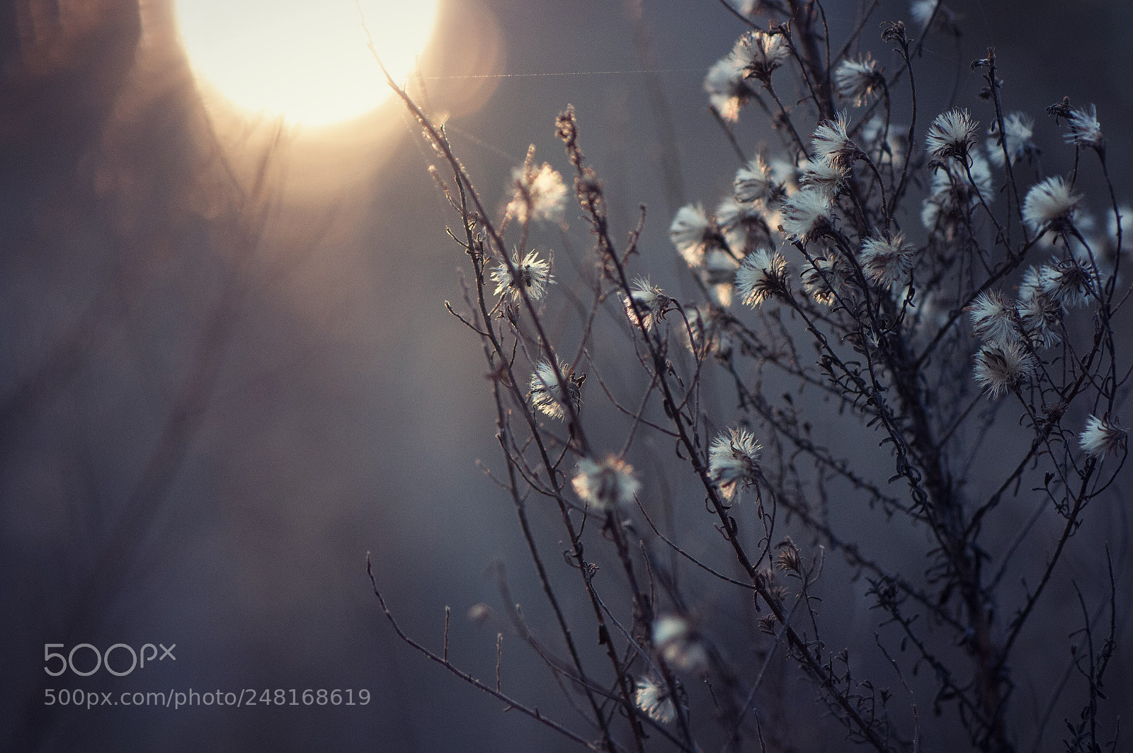 Nikon D300S sample photo. Contre photography