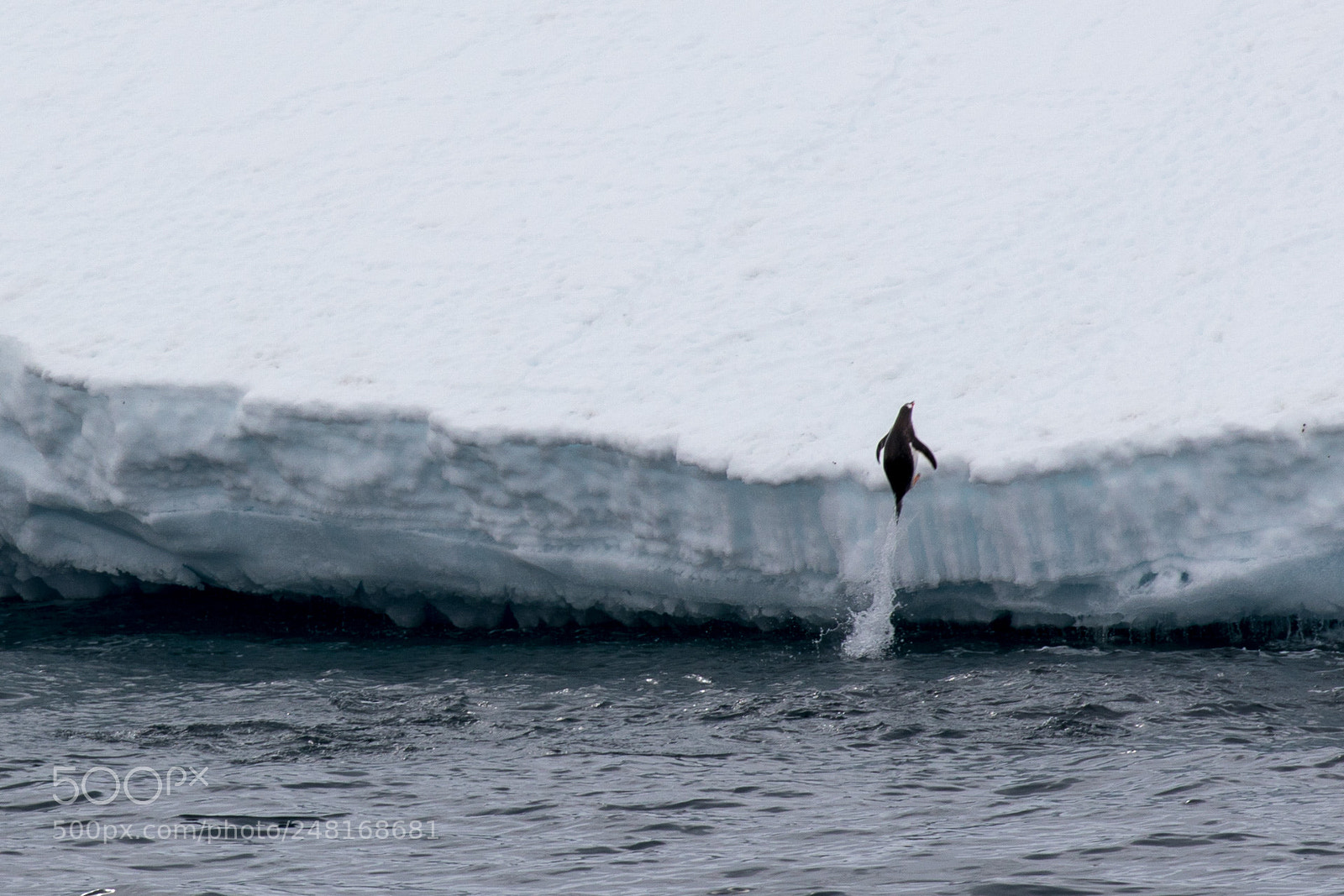 Canon EOS 5D Mark IV sample photo. Jumping penguin photography