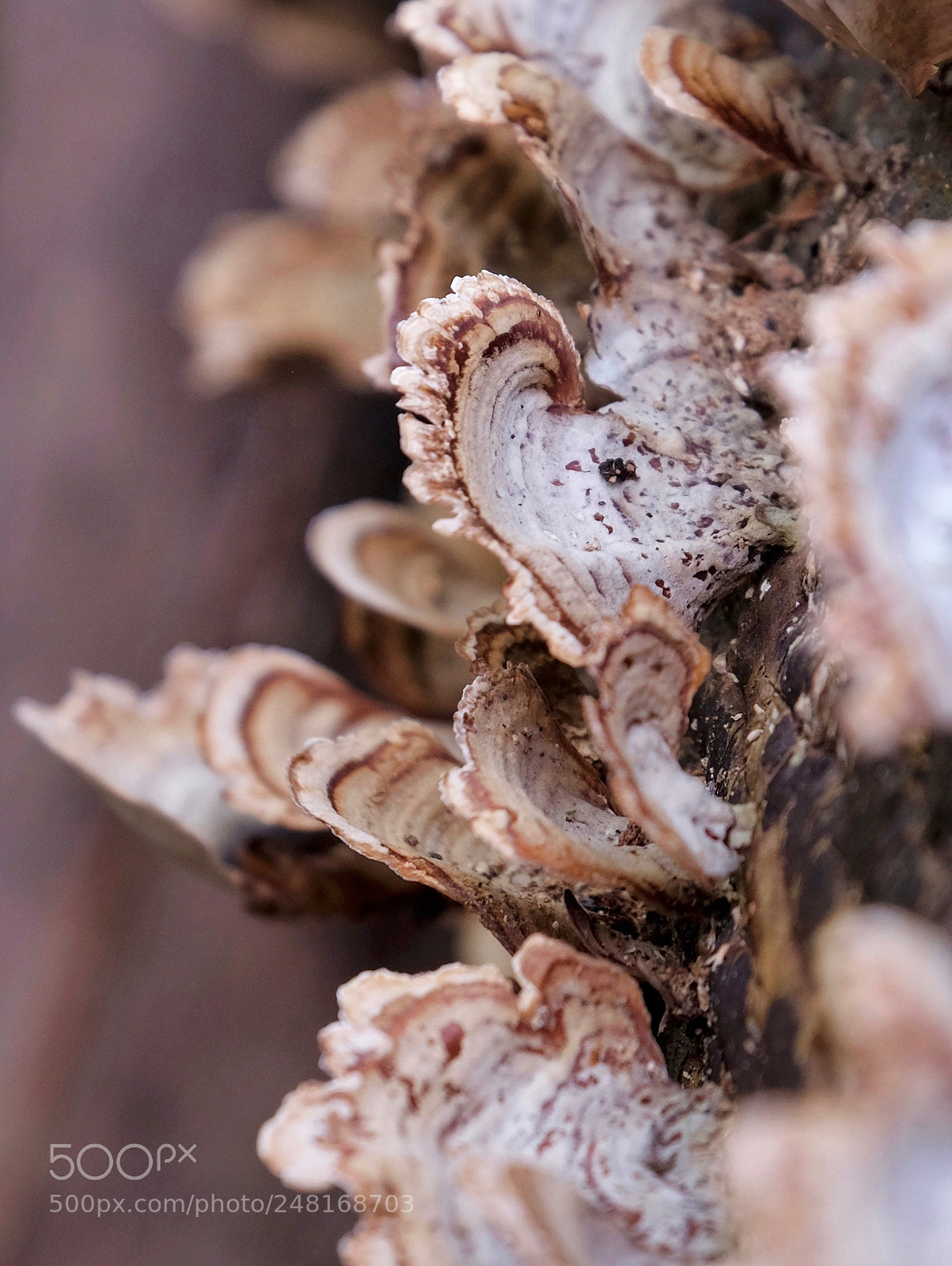 Fujifilm X-T1 sample photo. Mushrooms photography