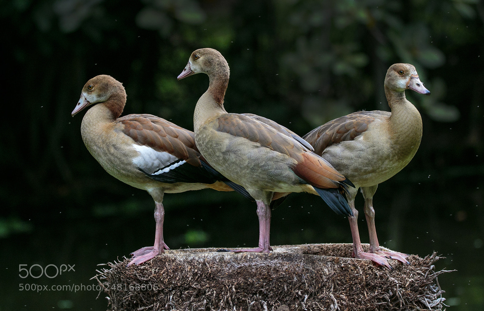 Canon EOS 7D Mark II sample photo. A trio of ducks photography