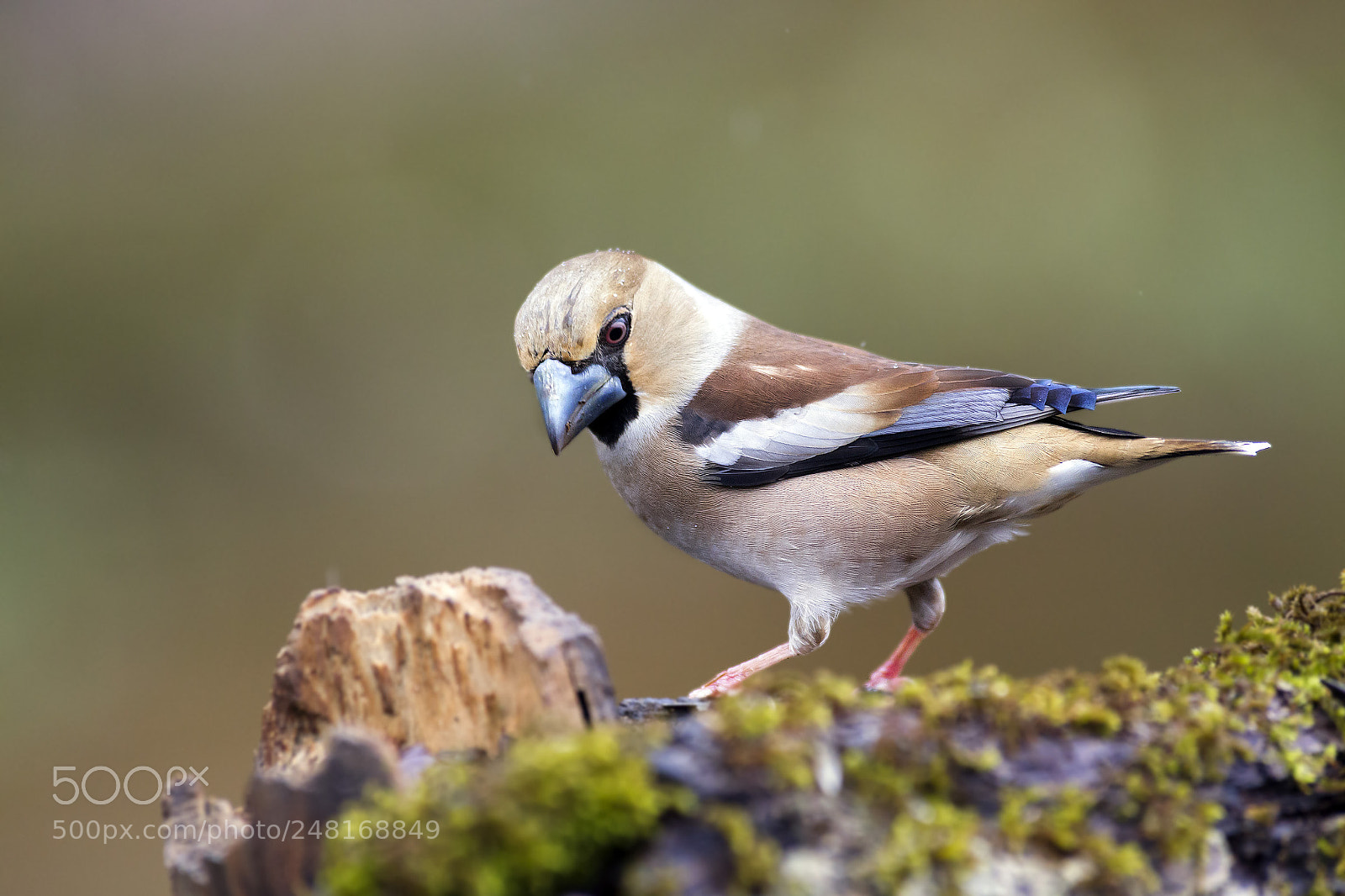Canon EOS-1D X sample photo. Grosbeak photography