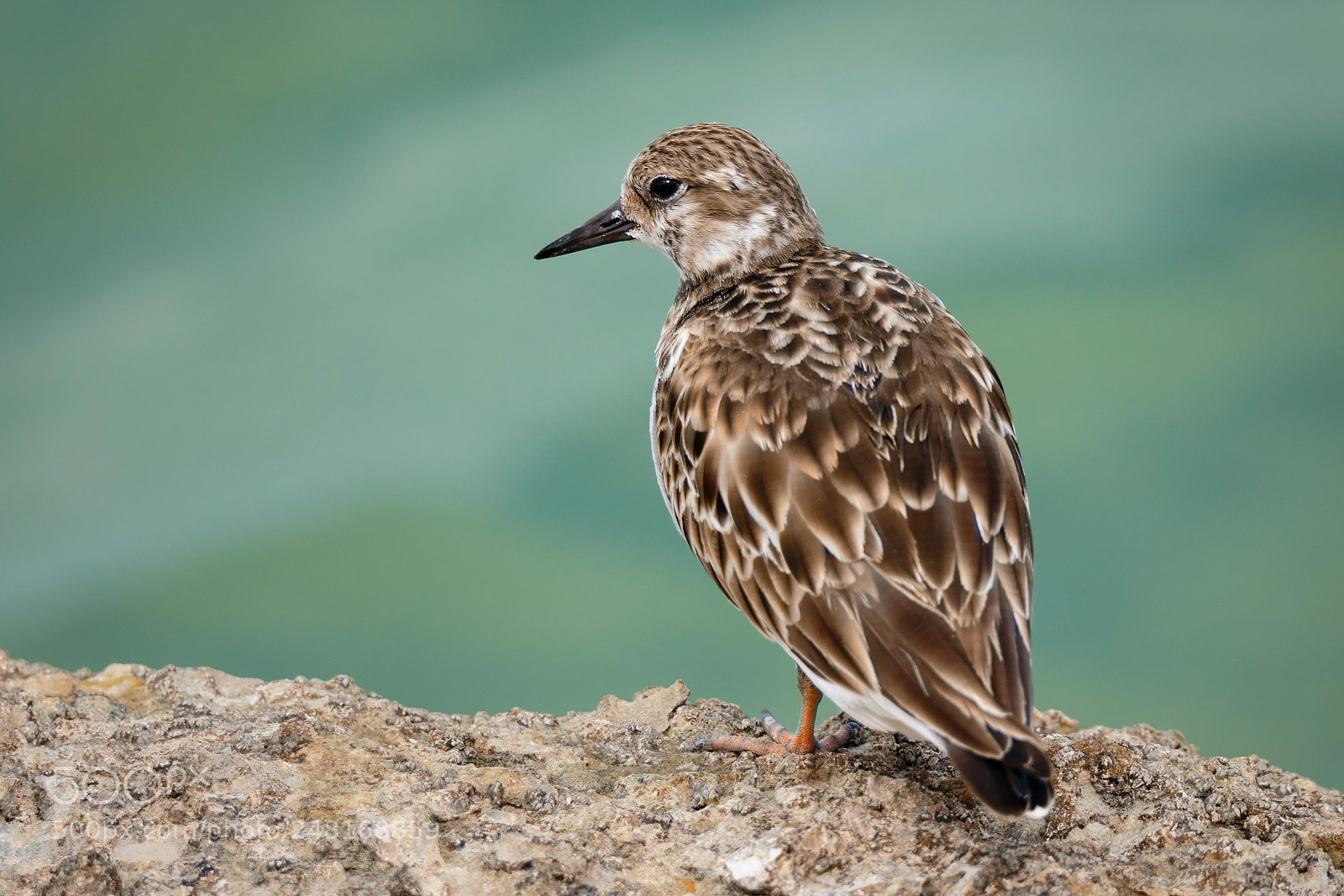Canon EOS 7D Mark II sample photo. Sandpiper photography