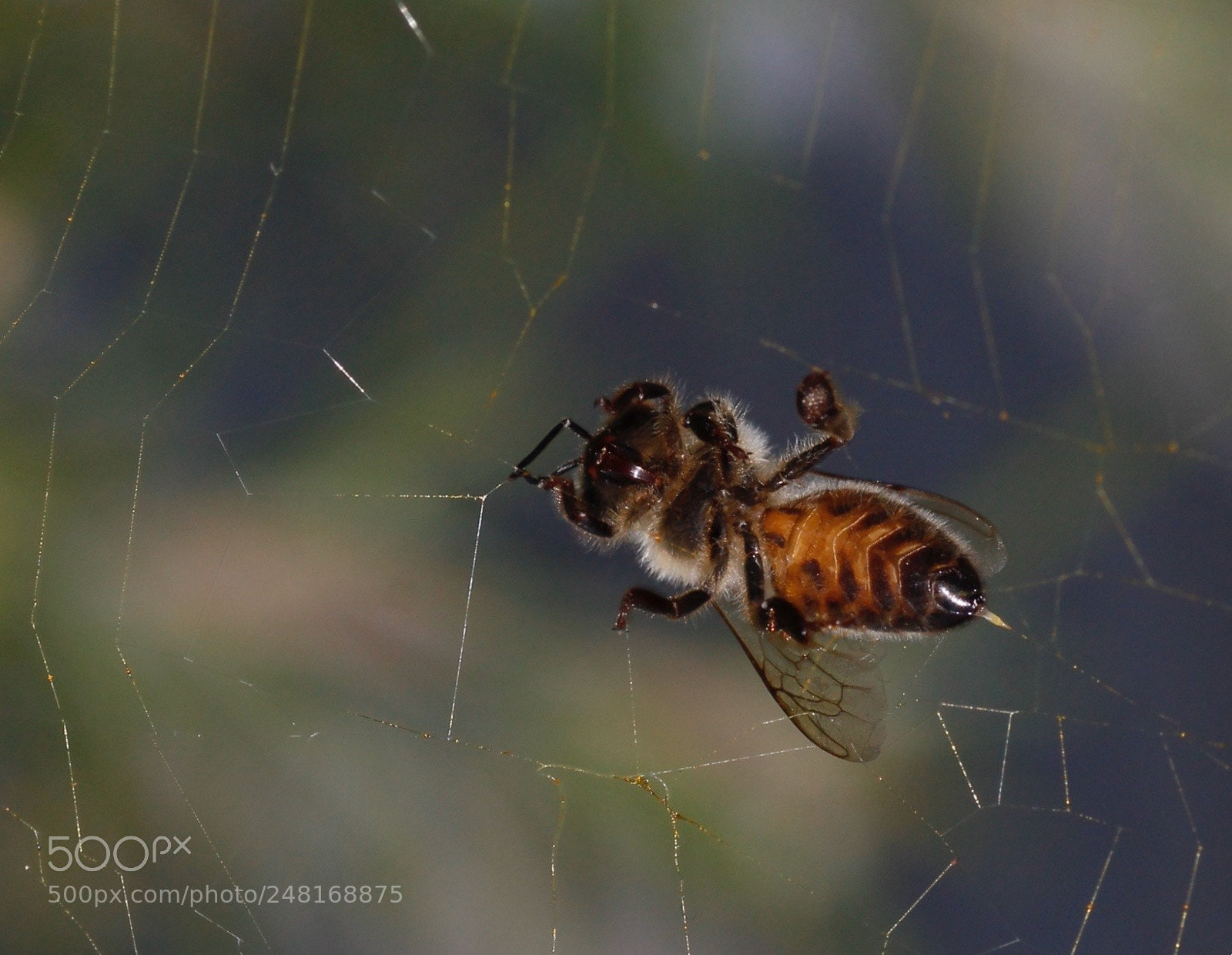 Canon EOS 1100D (EOS Rebel T3 / EOS Kiss X50) sample photo. Spider’s bee photography