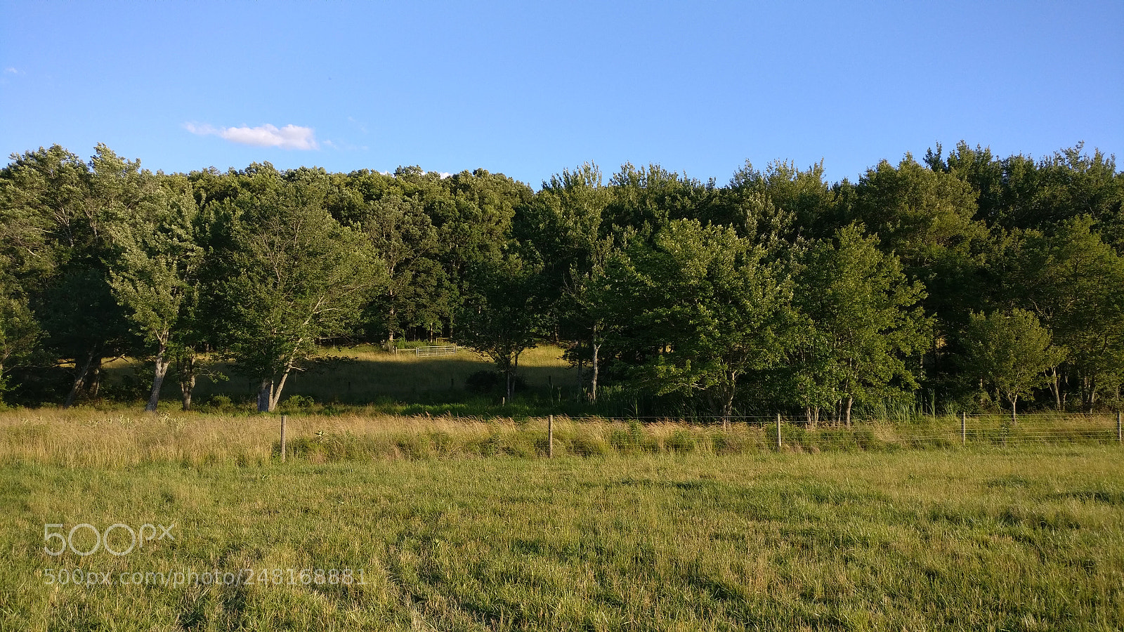 OnePlus A3000 sample photo. Edge of the woods photography