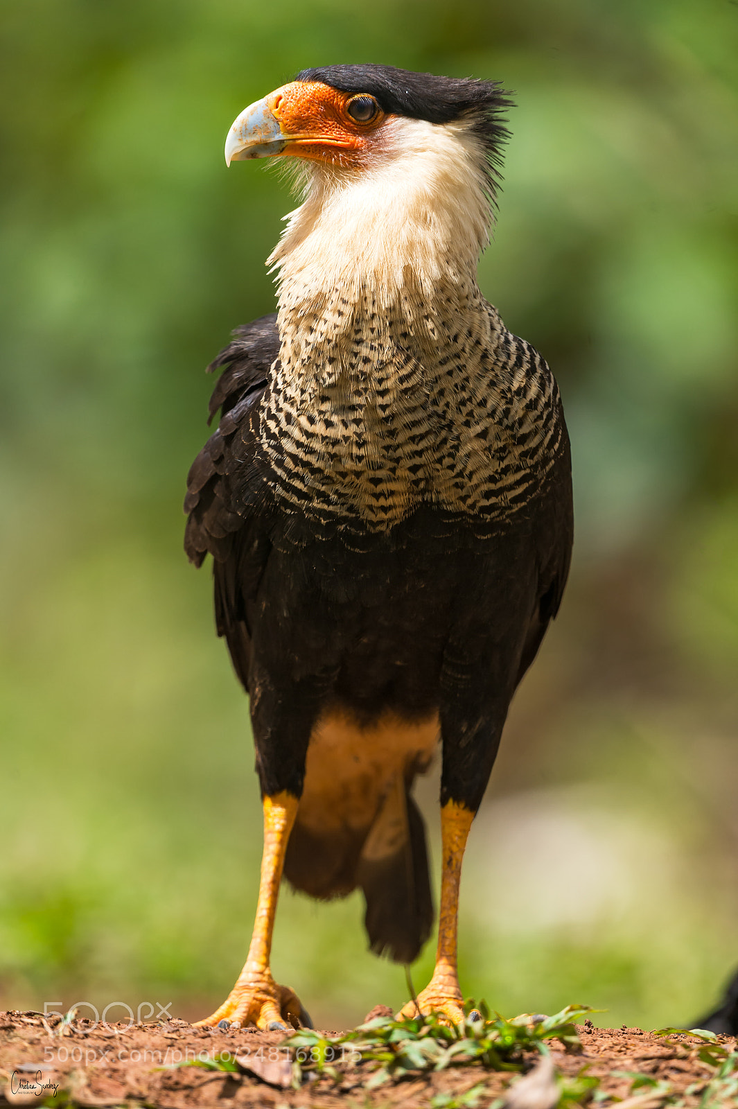 Nikon D4 sample photo. Crested caracara photography