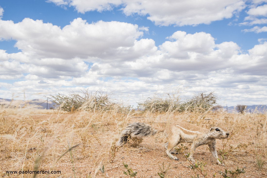 Nikon D800 sample photo. Xerus inauris - www.paolomeroni.com photography