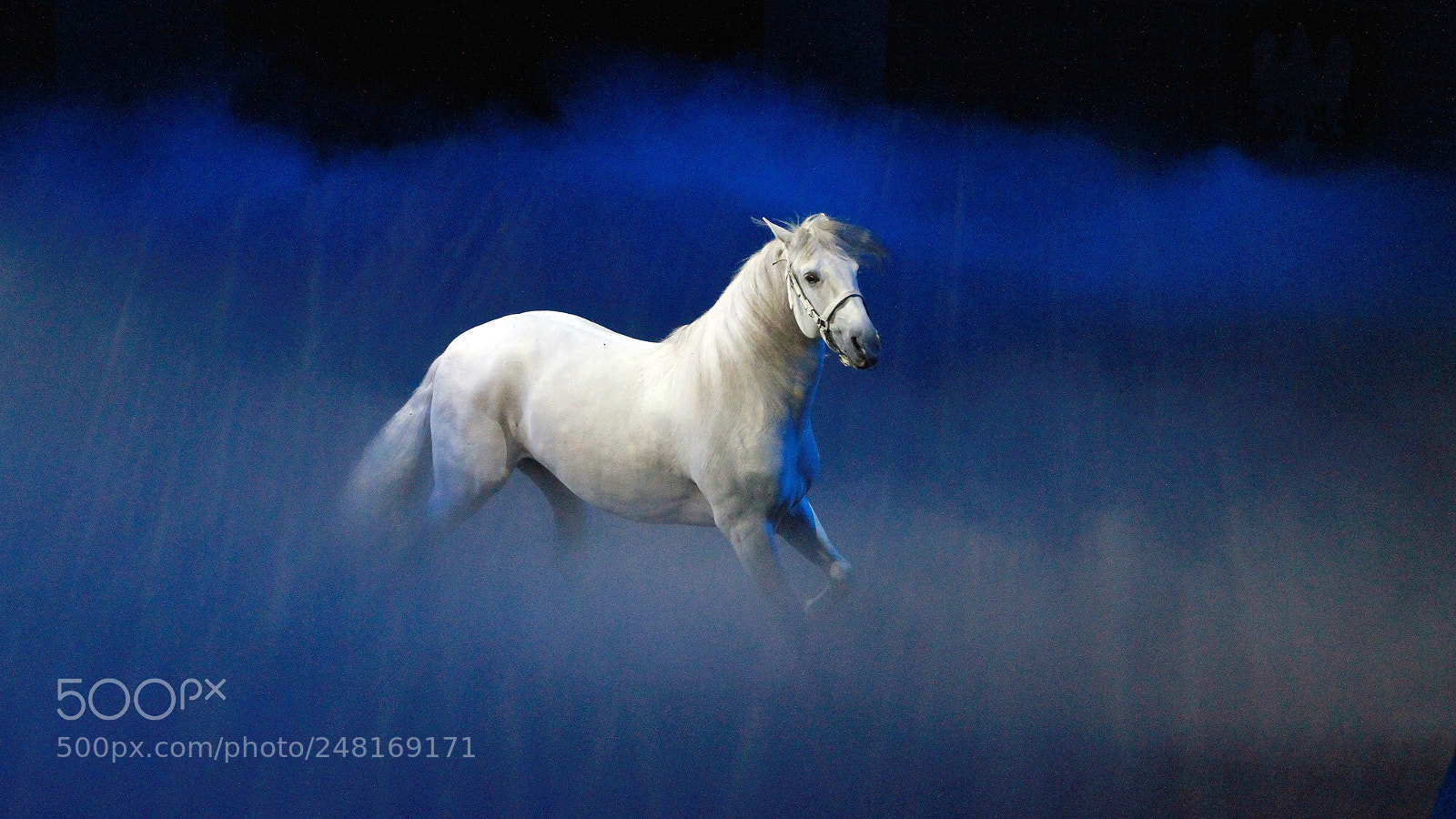 Canon EOS 7D sample photo. White horse photography