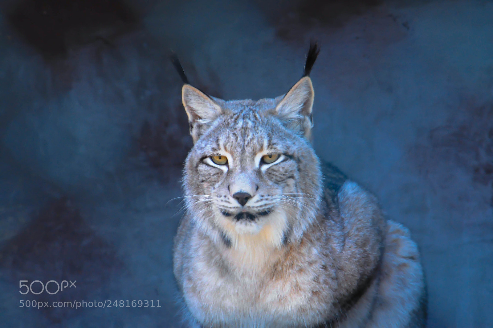 Nikon D300 sample photo. Mystic lynx photography
