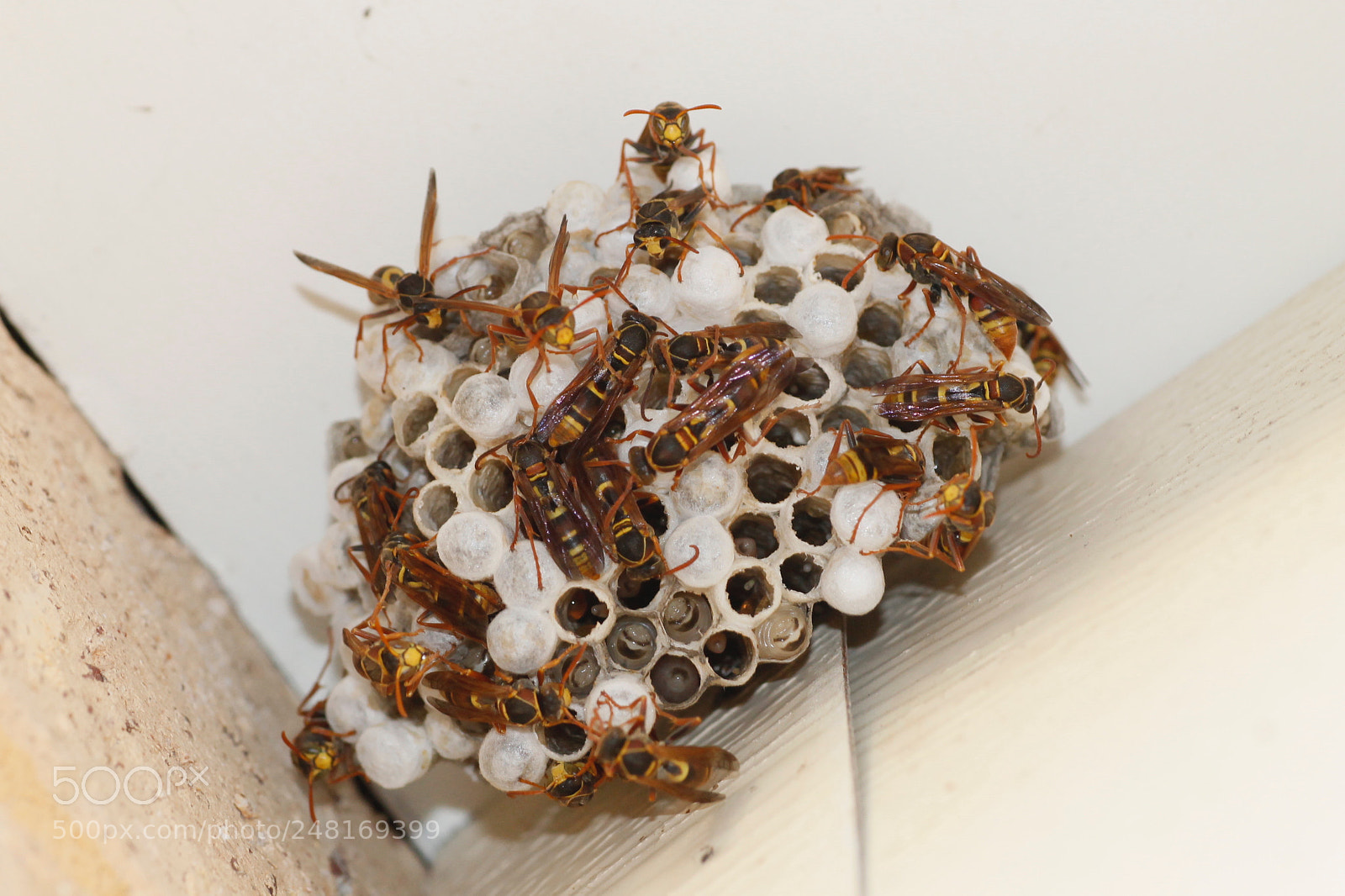 Canon EOS 1100D (EOS Rebel T3 / EOS Kiss X50) sample photo. Wasp’s nest photography