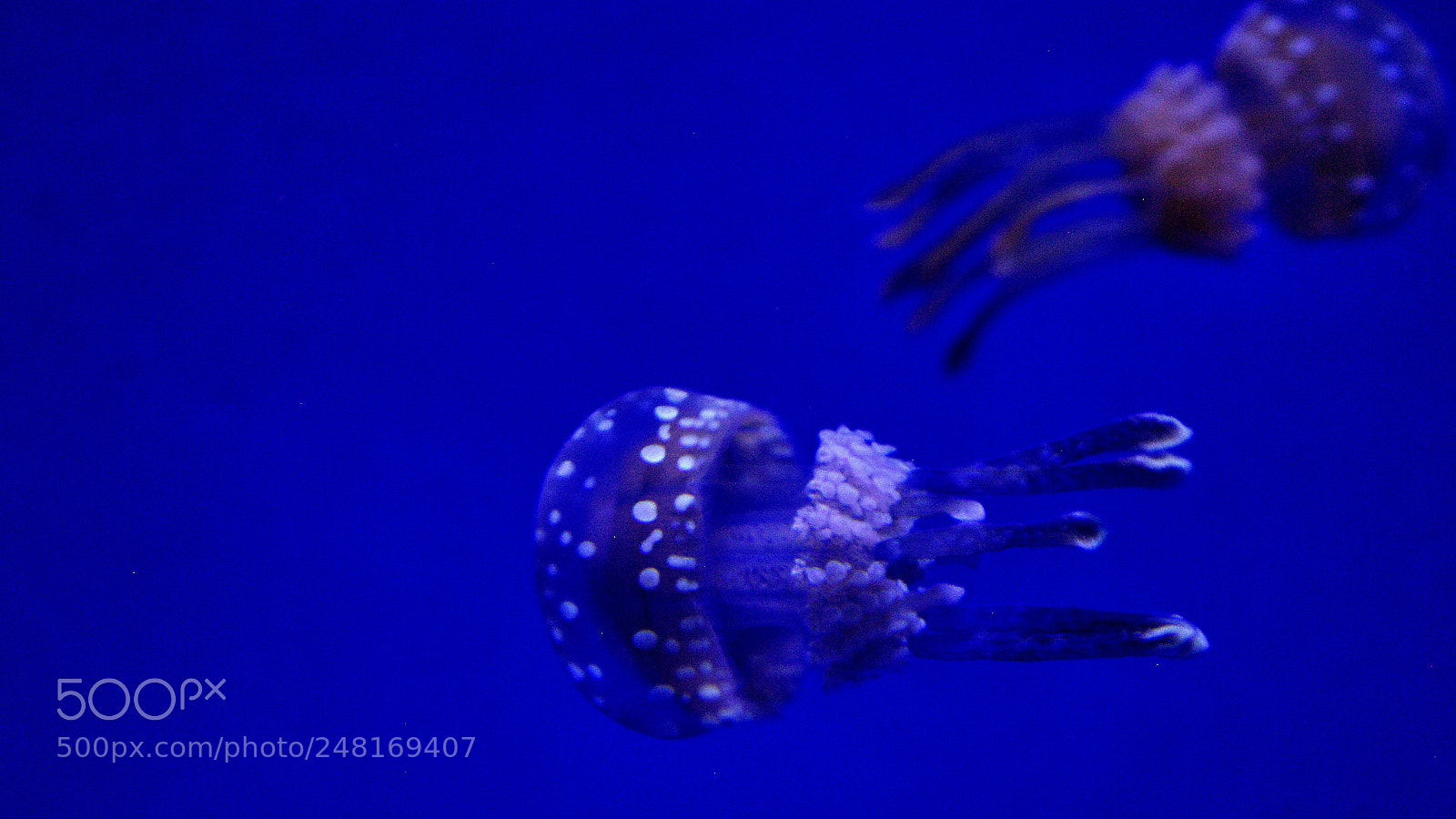 Nikon D60 sample photo. Jelly photography