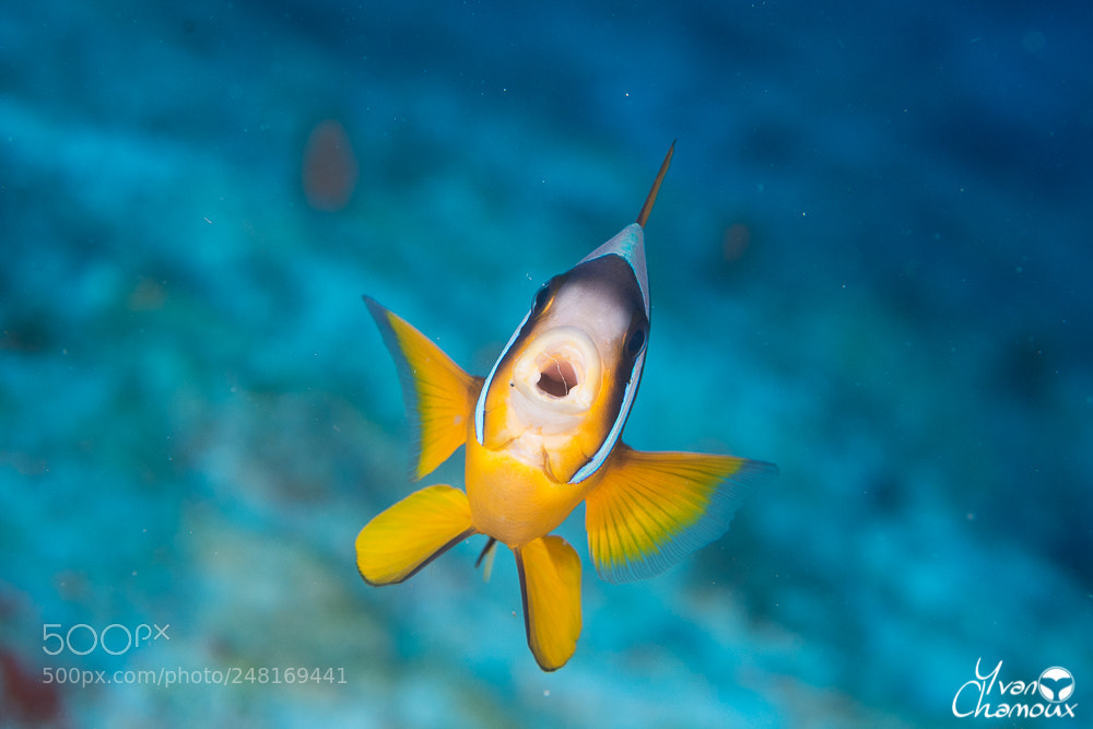 Nikon D7200 sample photo. Poisson-clown de clark photography