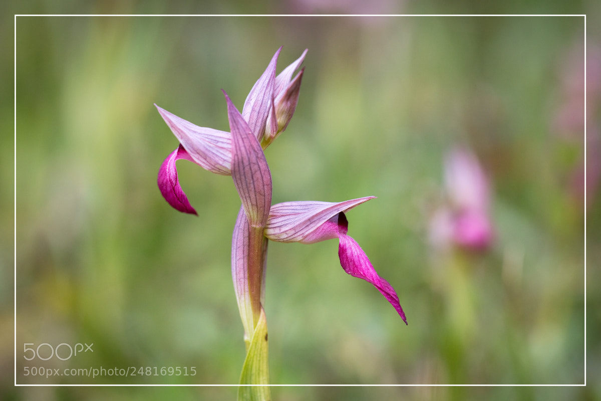 Canon EOS 5DS R sample photo. Serapias photography