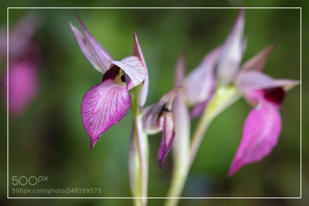 Canon EOS 5DS R sample photo. Serapias photography
