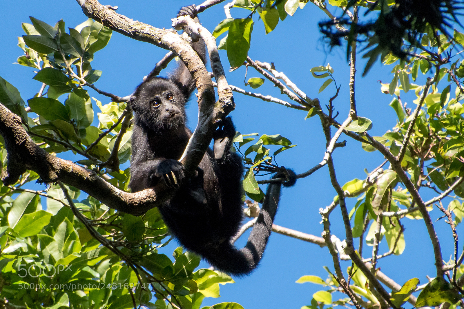 Nikon D5500 sample photo. Howler monkey 2 photography