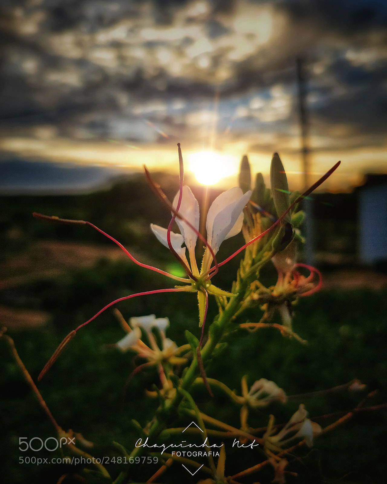 OnePlus 5 sample photo. P r do sol photography