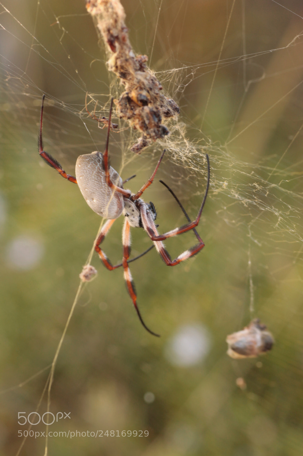 Canon EOS 1100D (EOS Rebel T3 / EOS Kiss X50) sample photo. Orb weaver photography