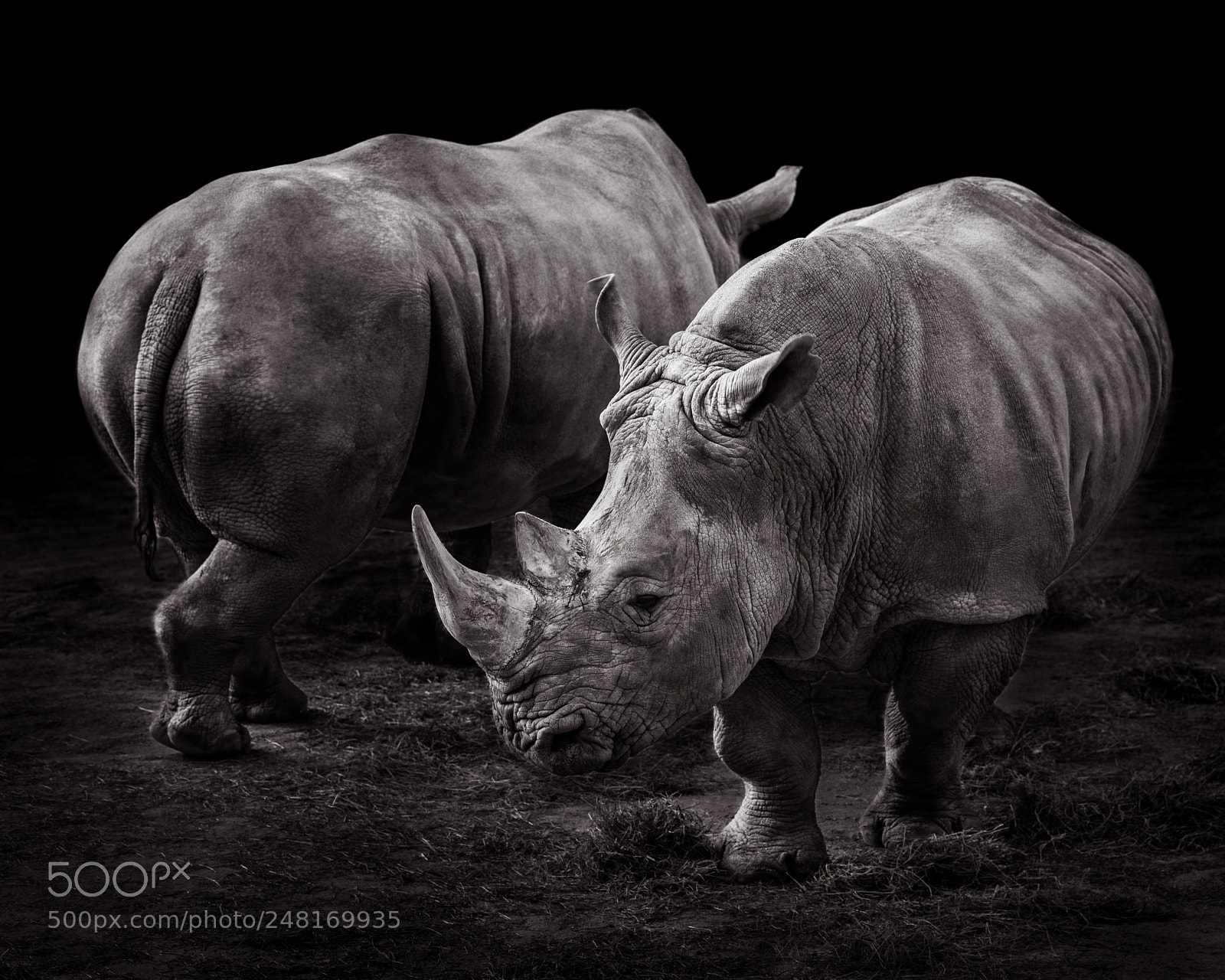 Nikon D810 sample photo. White rhinos photography
