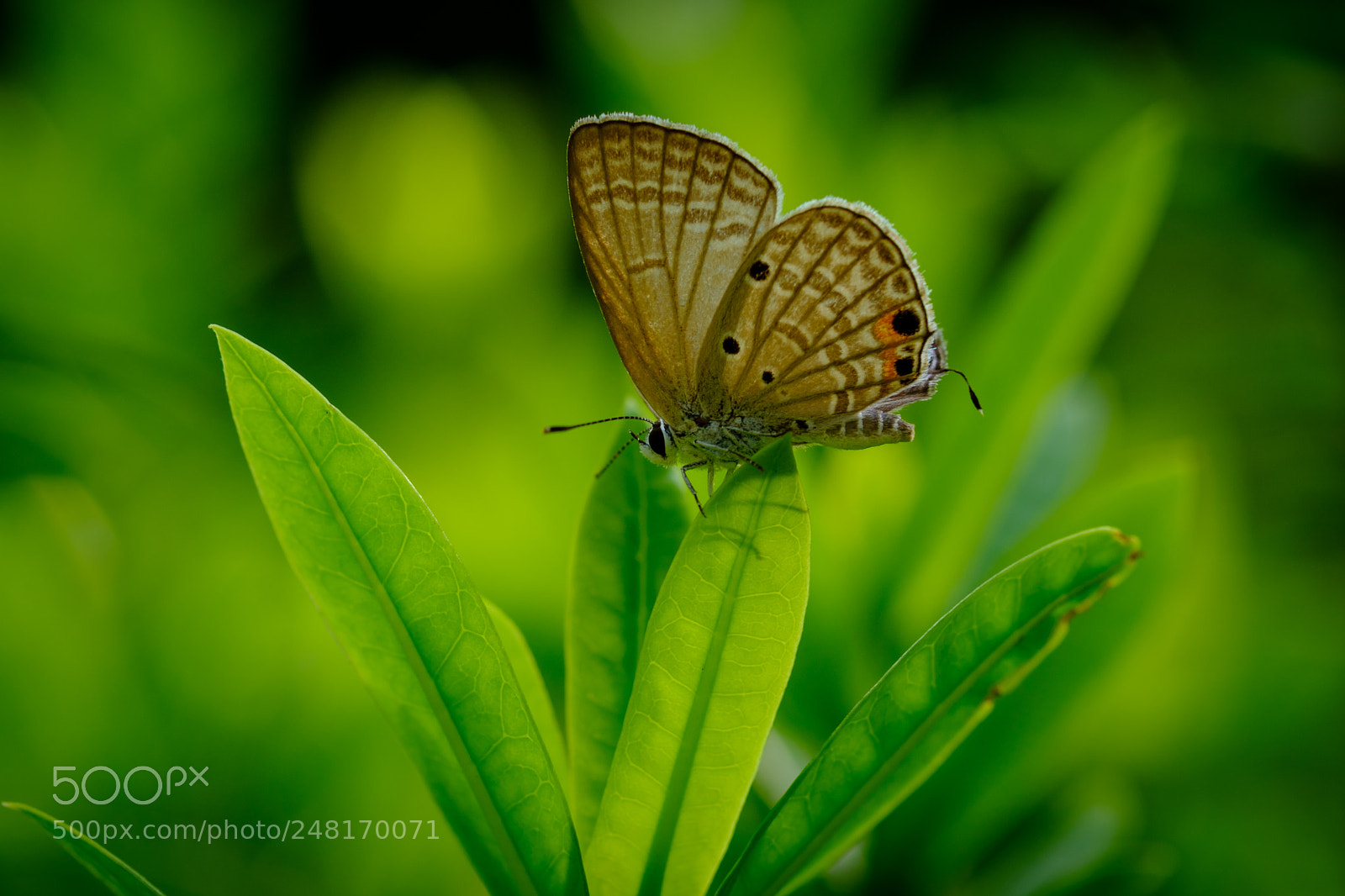 Fujifilm X-T2 sample photo. Colorful butterflies photography