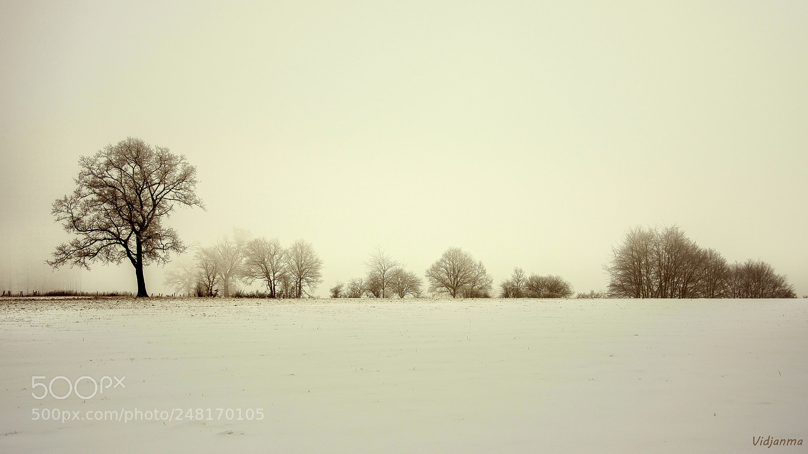 Nikon D610 sample photo. Lonely in freezing fog photography