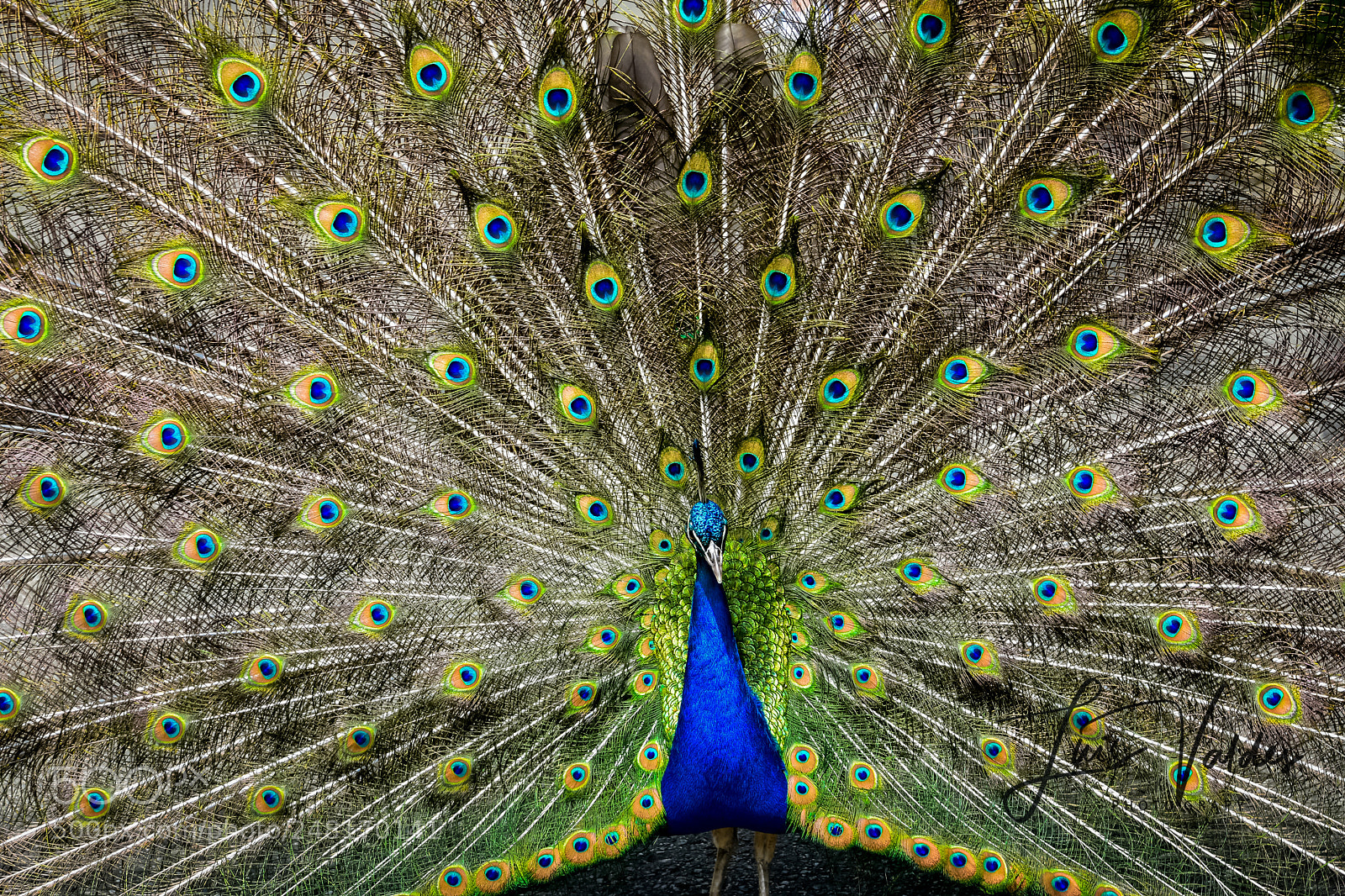 Nikon D7200 sample photo. Conquest! photography