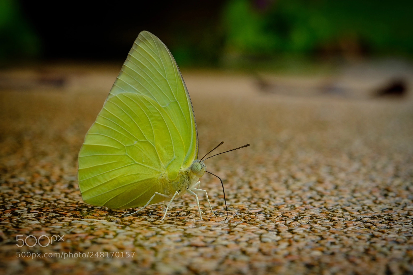Fujifilm X-T2 sample photo. Colorful butterflies photography