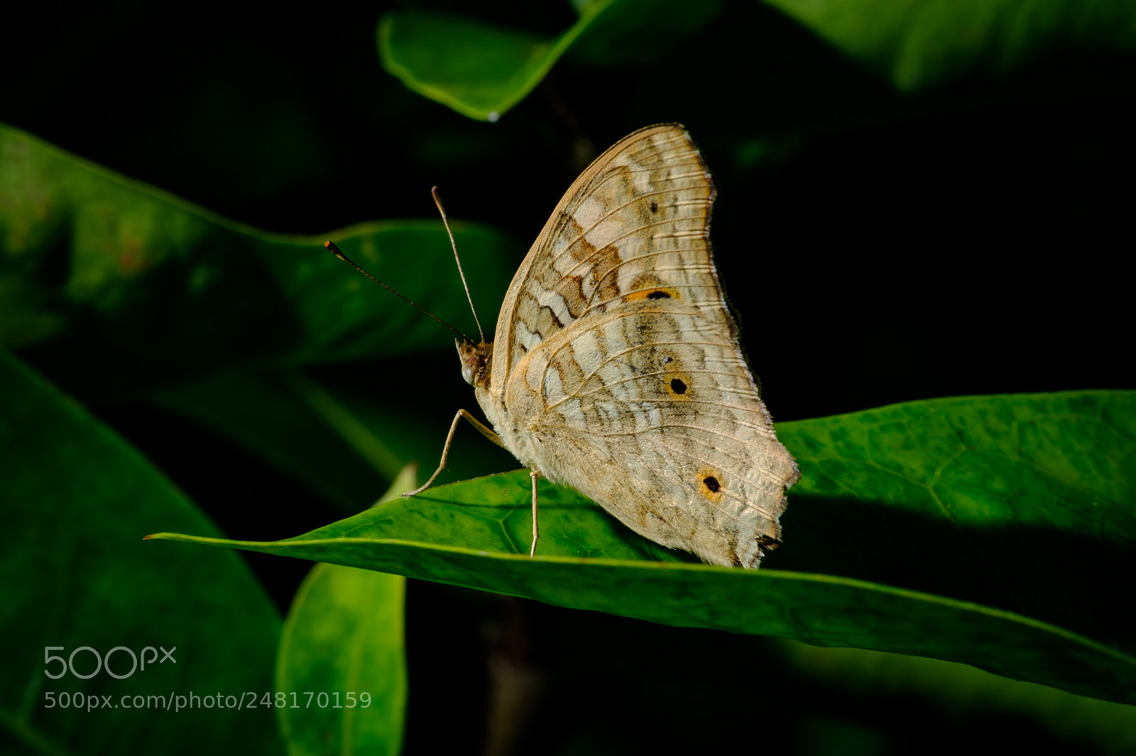 Fujifilm X-T2 sample photo. Colorful butterflies photography