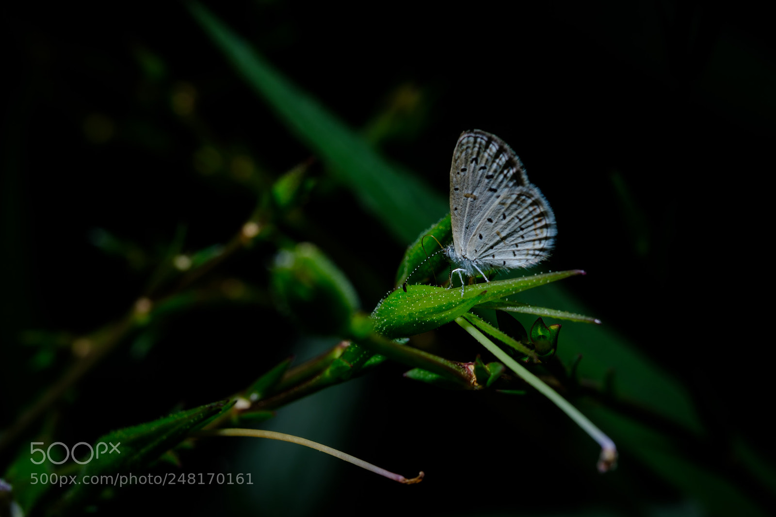 Fujifilm X-T2 sample photo. Colorful butterflies photography